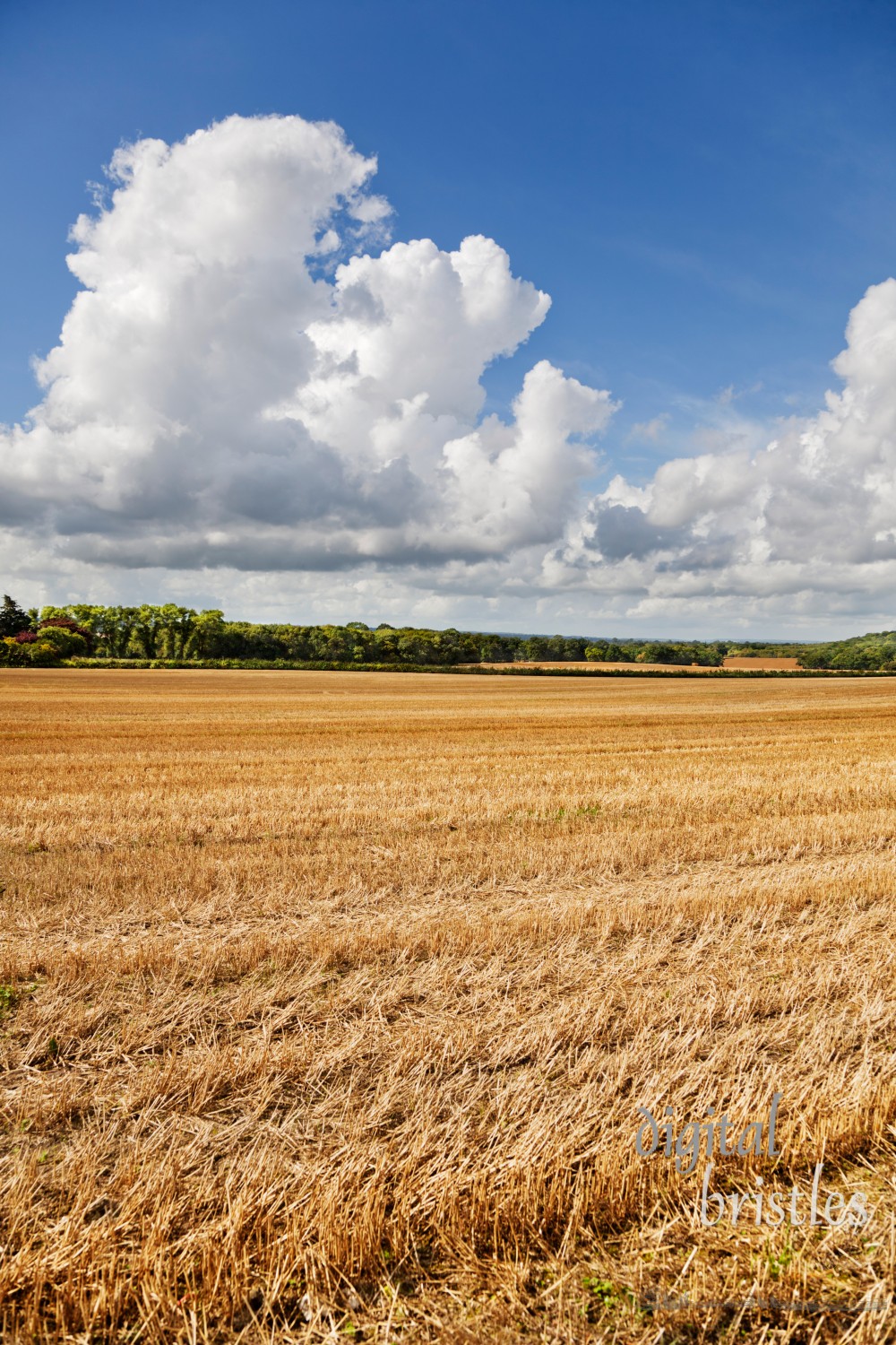 Field stubble in the late summer sunshine, Hollingbourne, Kent