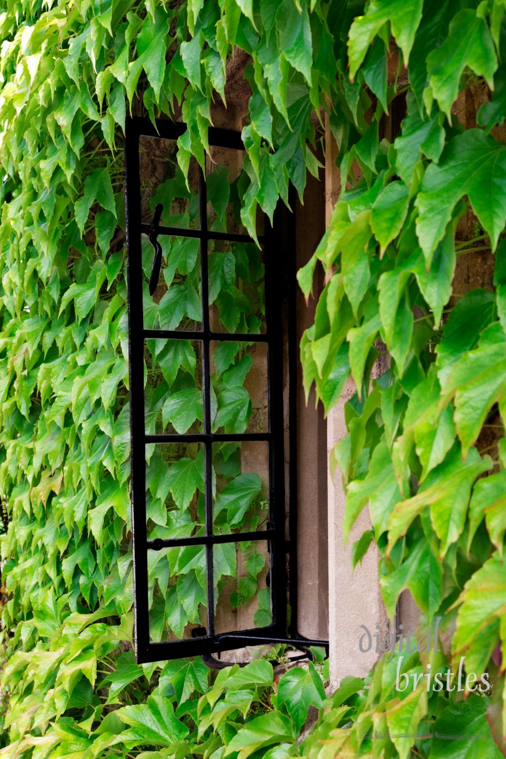 Open cottage window amid a sea of creeping vine