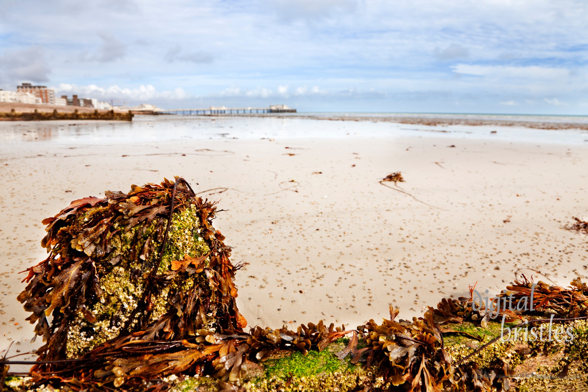 Seaweed and barnacles on a breakwater at low tide. Wormcasts on the sand & Worthing pier in the background