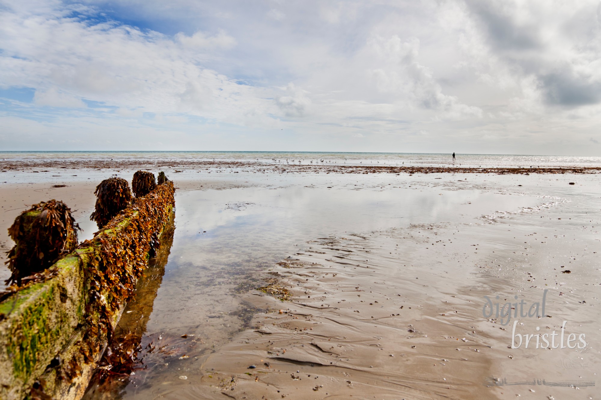 Seaweed draped breakwater on the beach at Worthing, UK at low tide