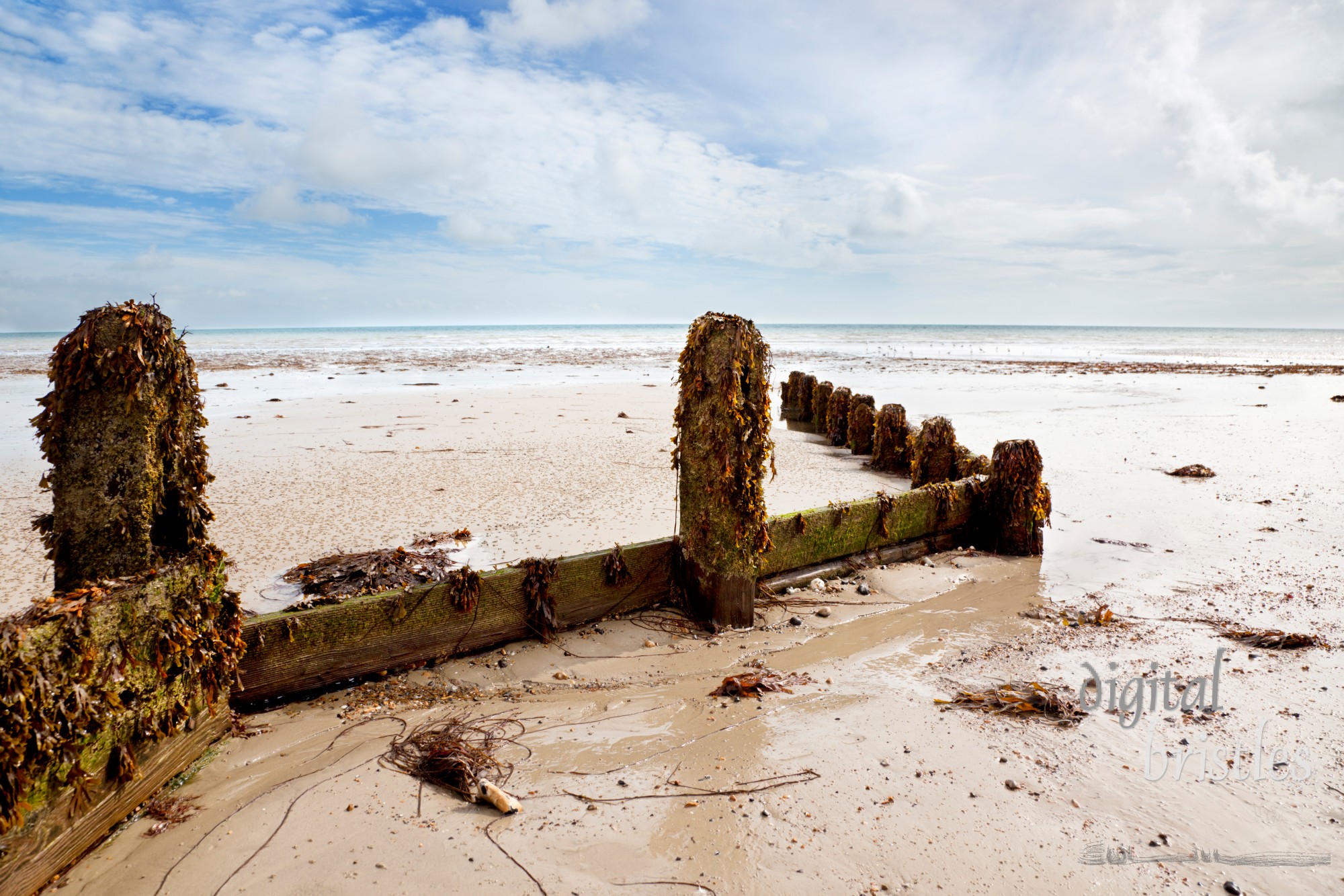 Seaweed covered breakwater at low tide, Worthing