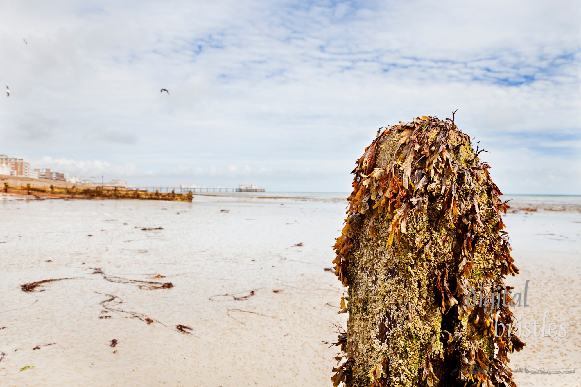 Worthing sands at low tide - pier in background, seaweed covered post in foreground