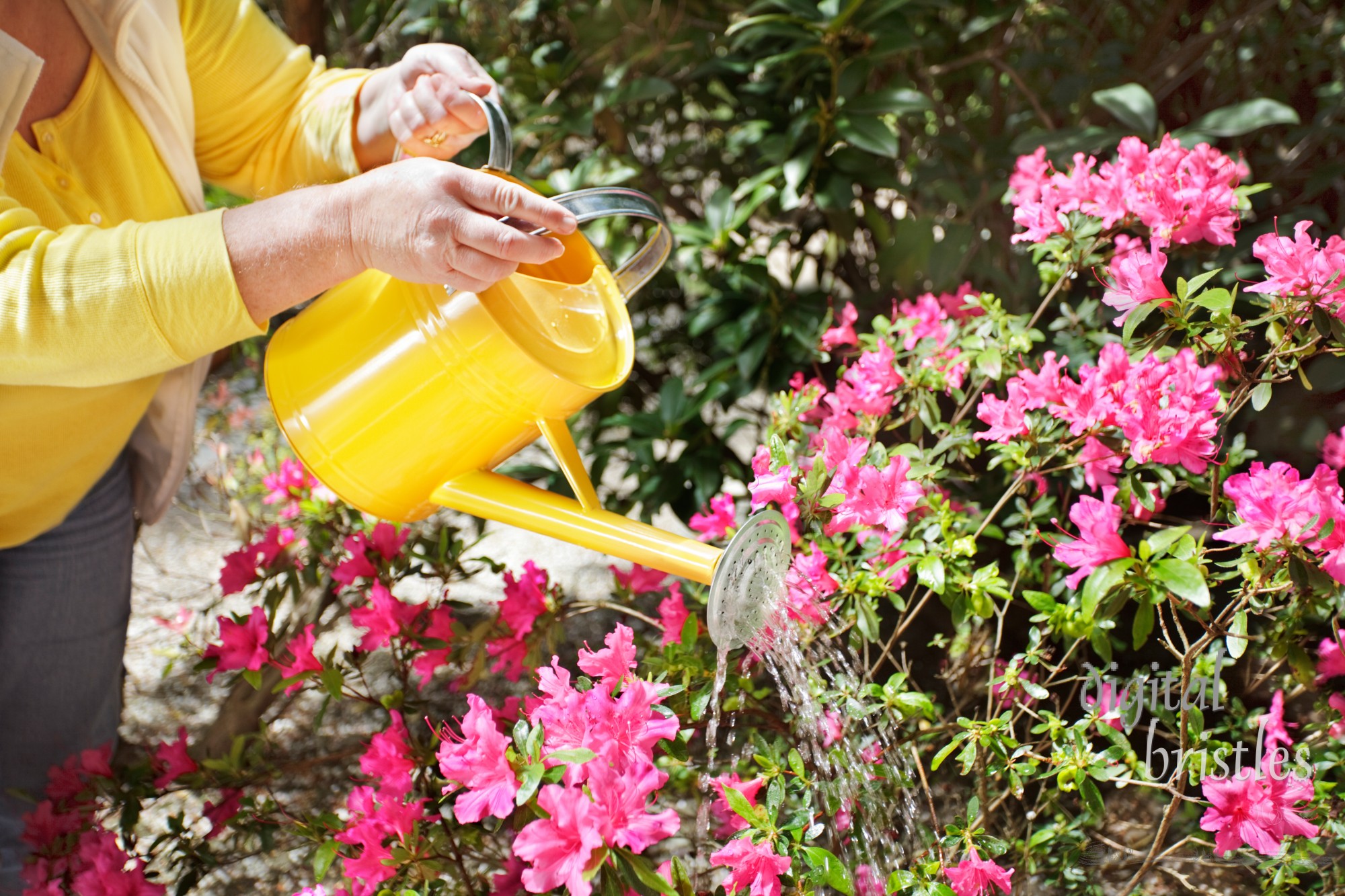 Watering dry flowers with a yellow watering can