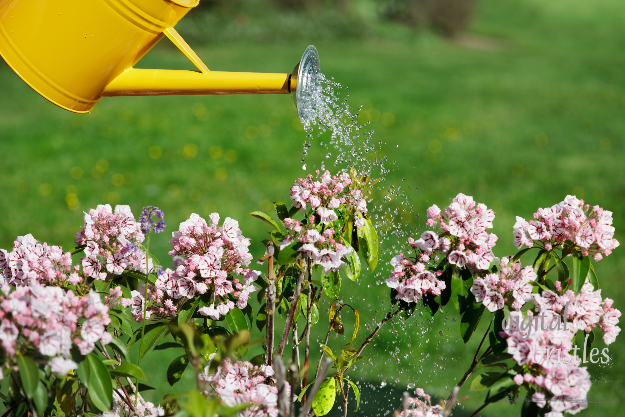 Watering dry mountain laurel flowers with a yellow watering can