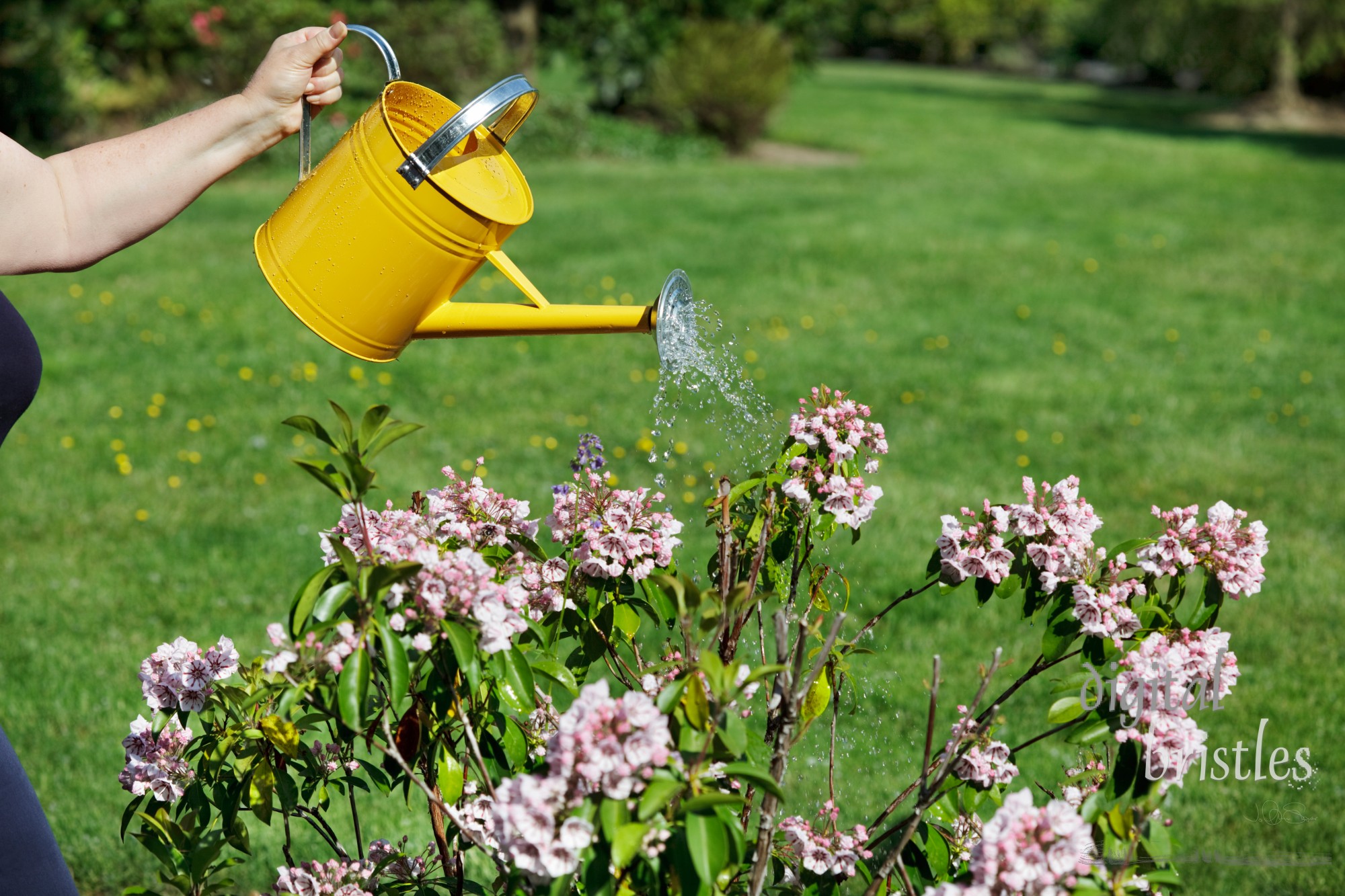 Woman watering dry mountain laurel flowers with a yellow watering can