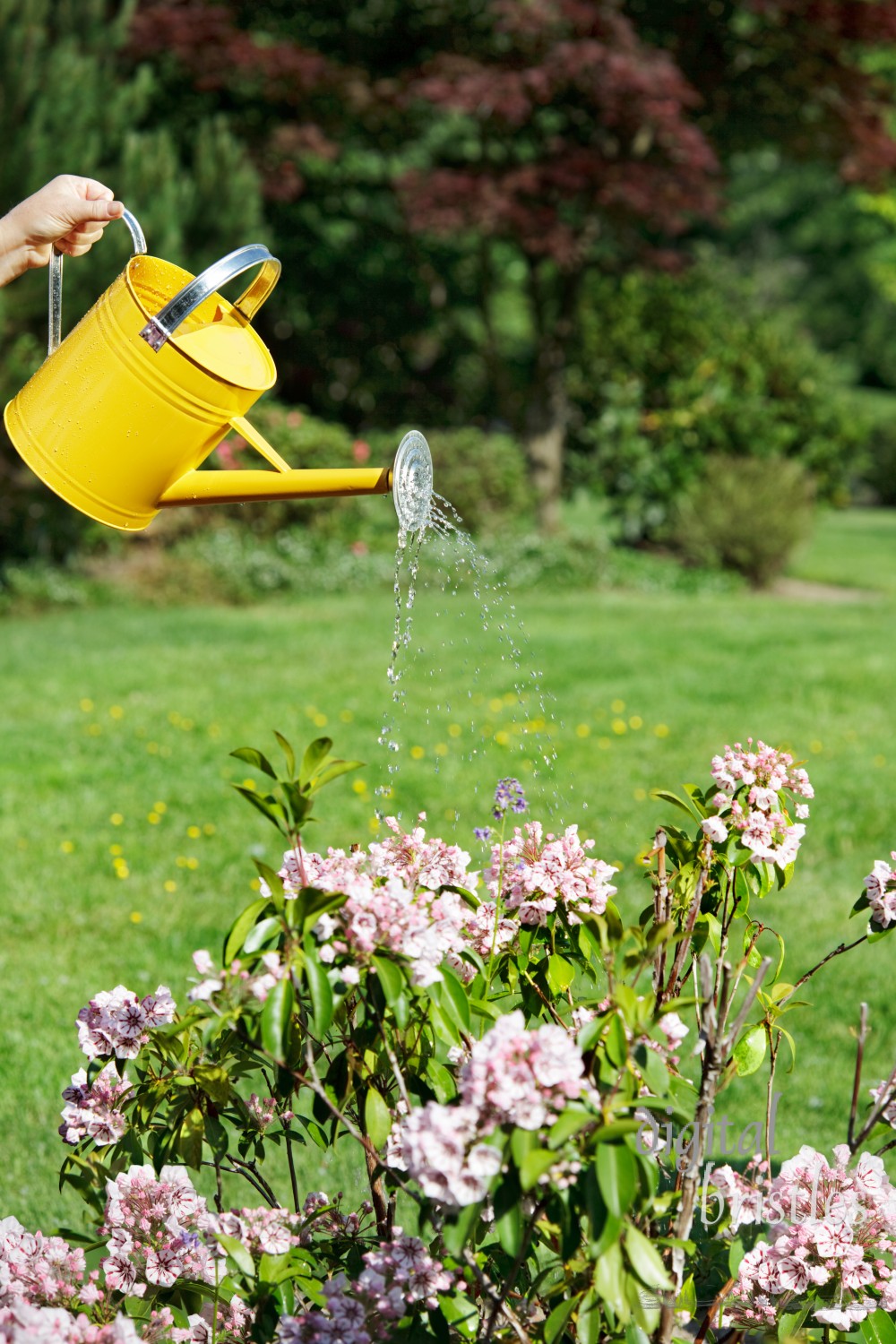 Watering dry mountain laurel flowers with a yellow watering can