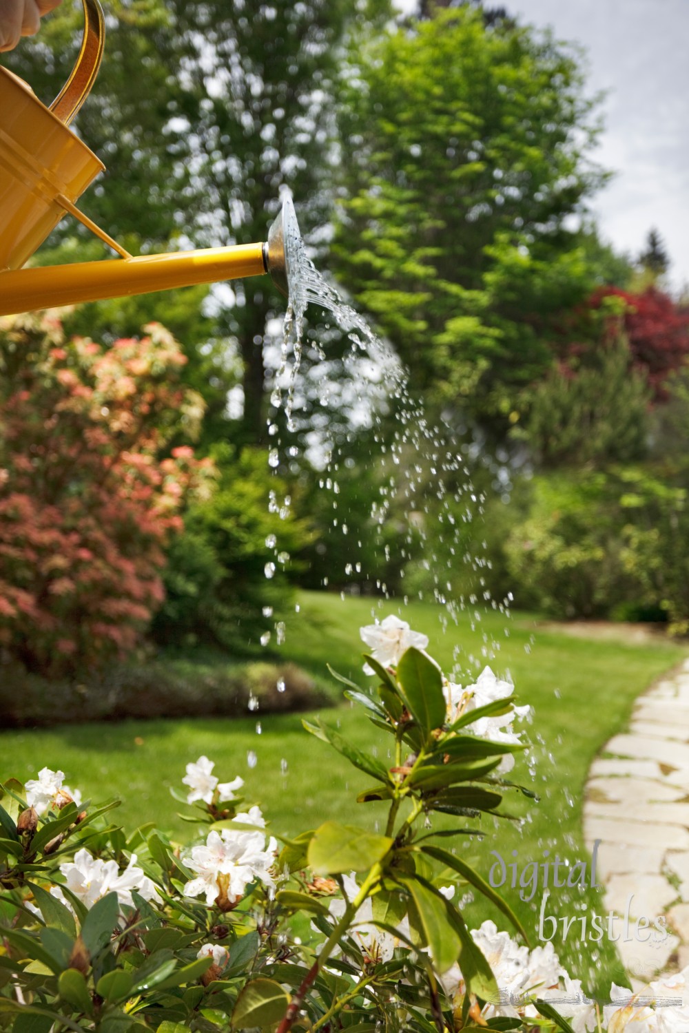 Watering dry flowers with a yellow watering can