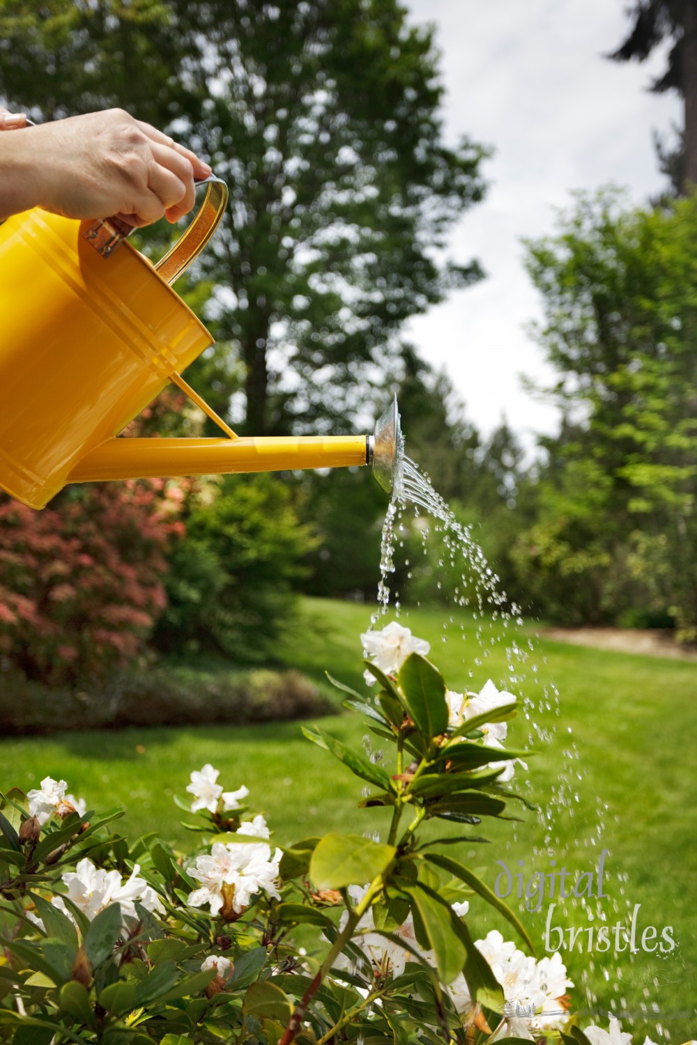 Watering dry flowers with a yellow watering can