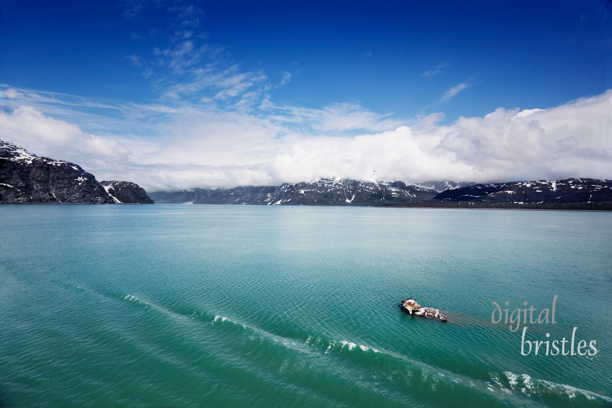 Piece of Lamplugh Glacier floats by in Johns Hopkins Inlet, Glacier Bay National Park, Alaska