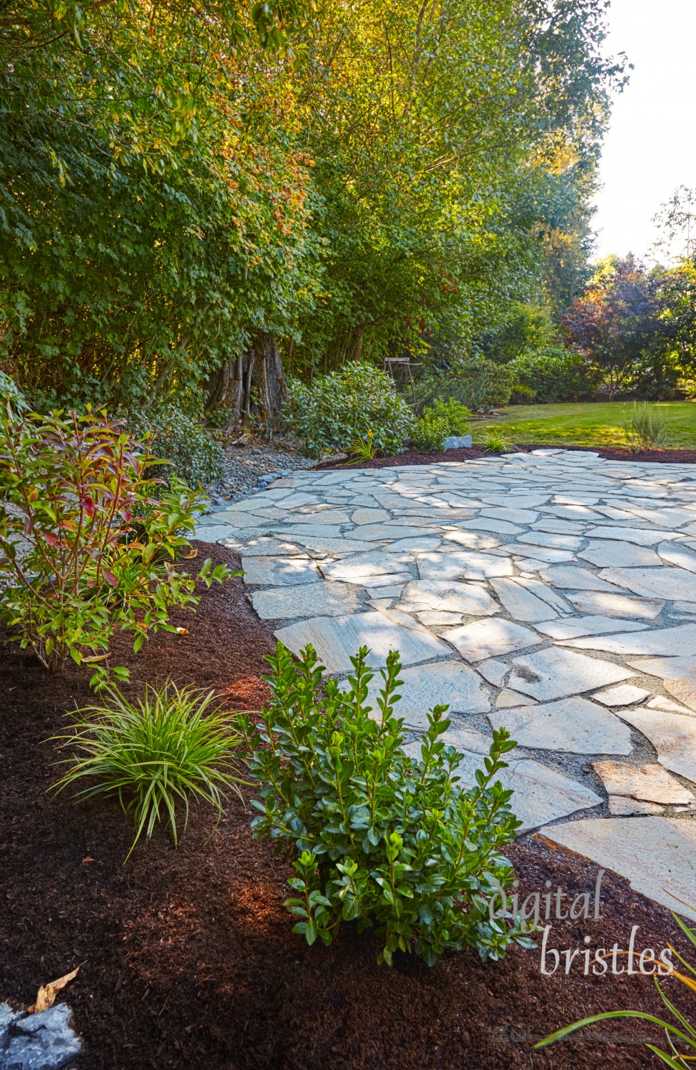 Newly transplanted shrubs at the edge of crazy paving stone patio