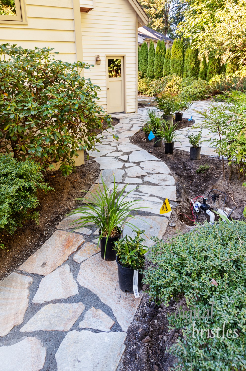 New plants sit on the completed path awaiting transplanting into the new beds. Sprinkler control valve exposed to reconfigure for watering new beds