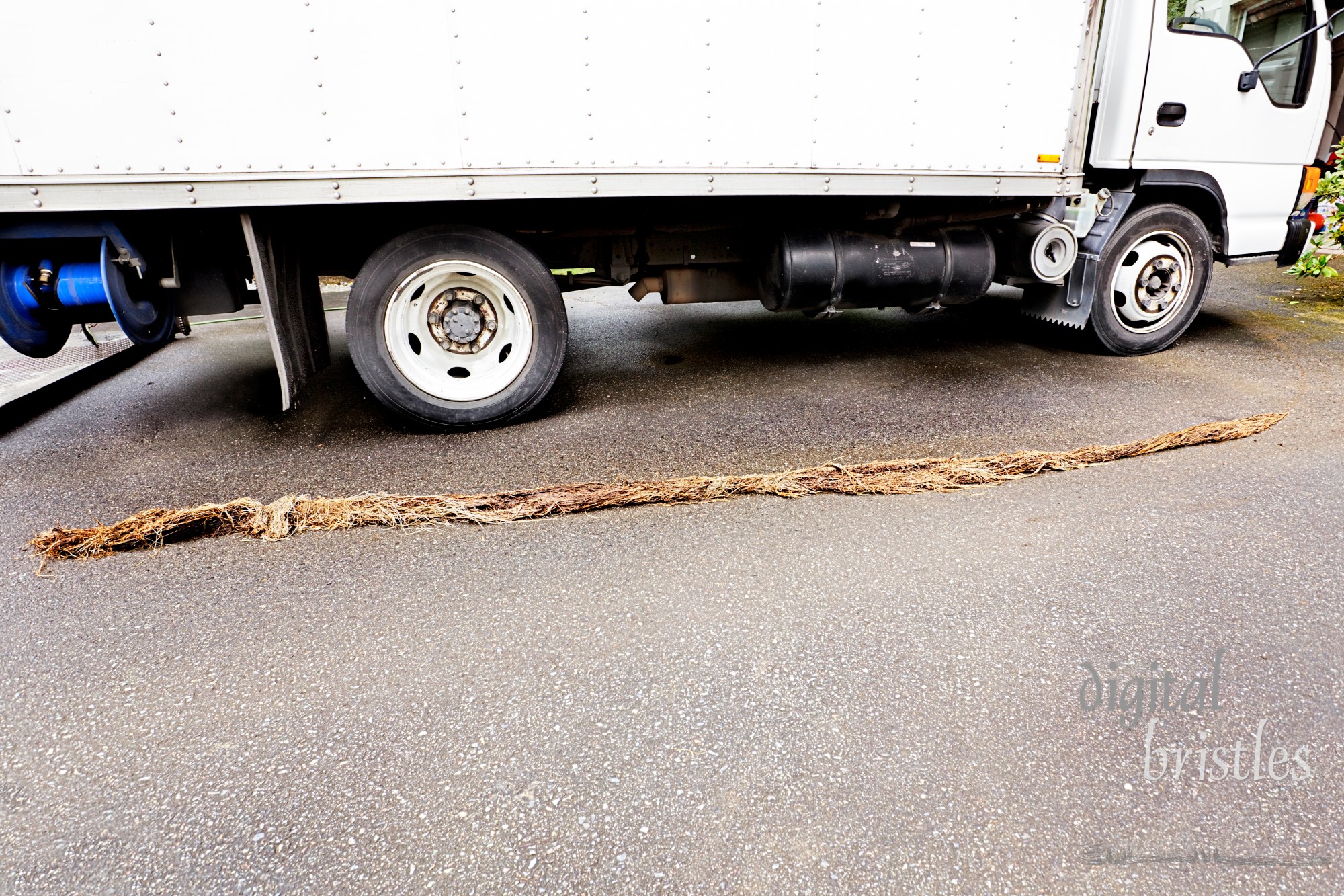 Tangle of tree roots that clogged groundwater drainage pipe