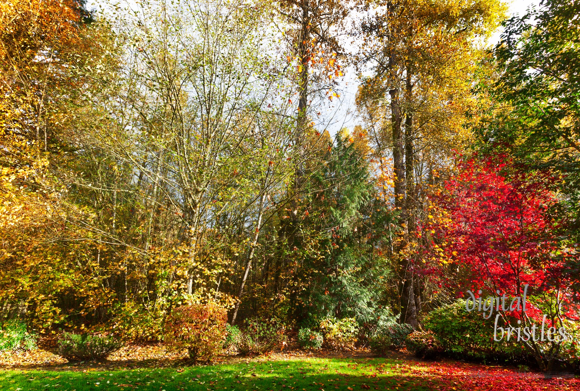 Leaves are nearly finished for the season but glow  after a wet morning turns to a sunny afternoon