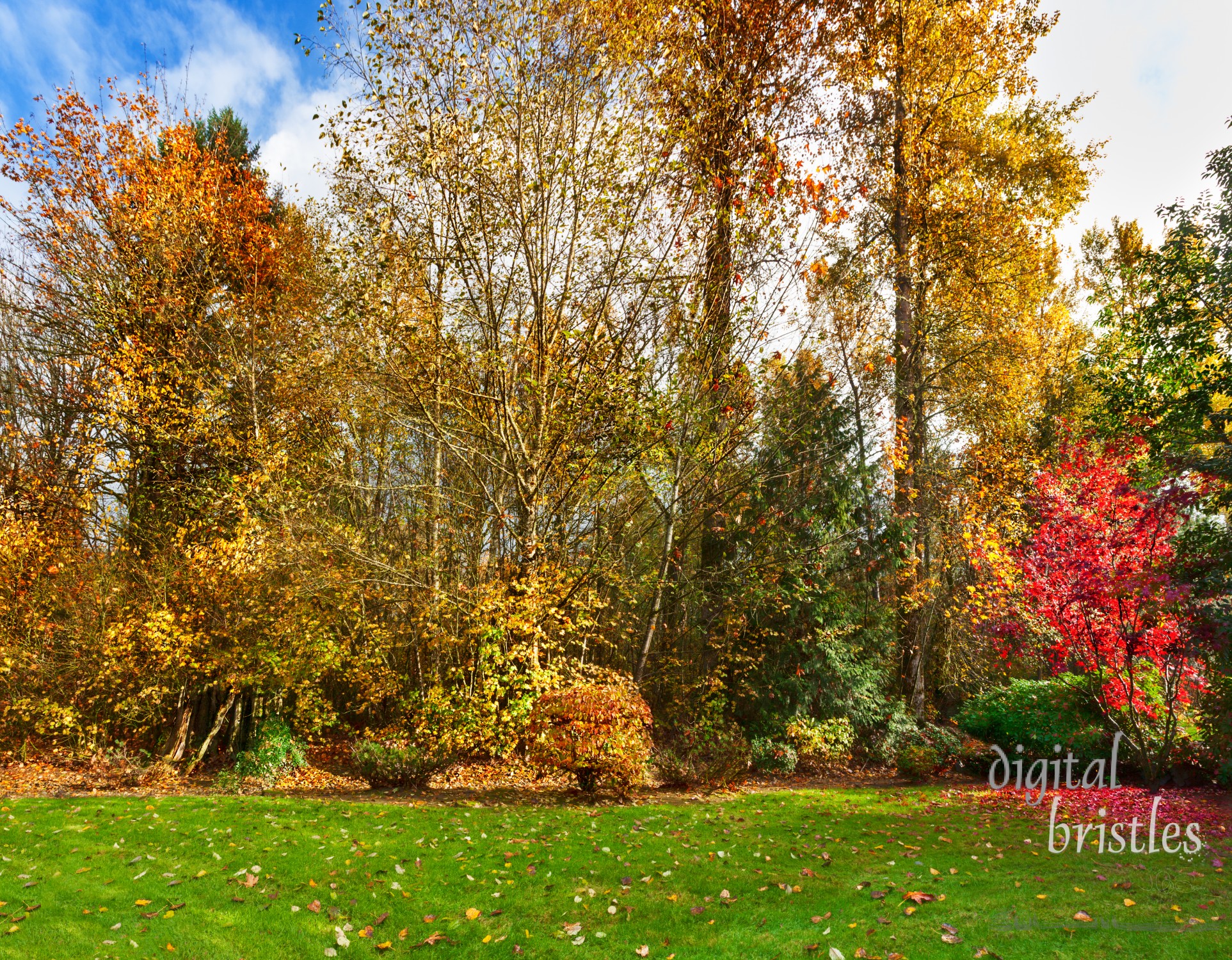 Leaves are nearly done for the season but what's left catches the sunlight