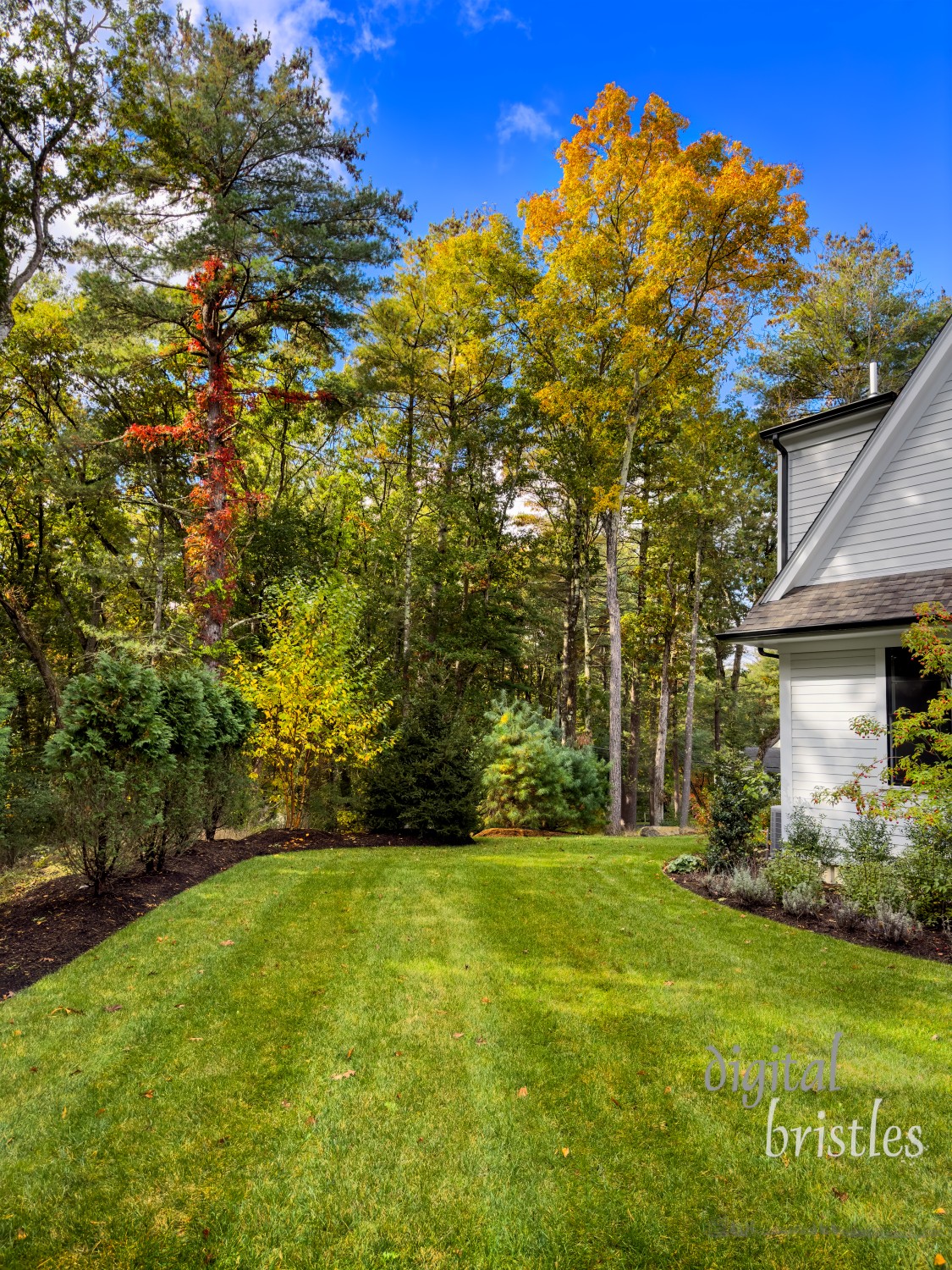 Morning sunlight on the trees in a  suburban yard lights up the fall colors