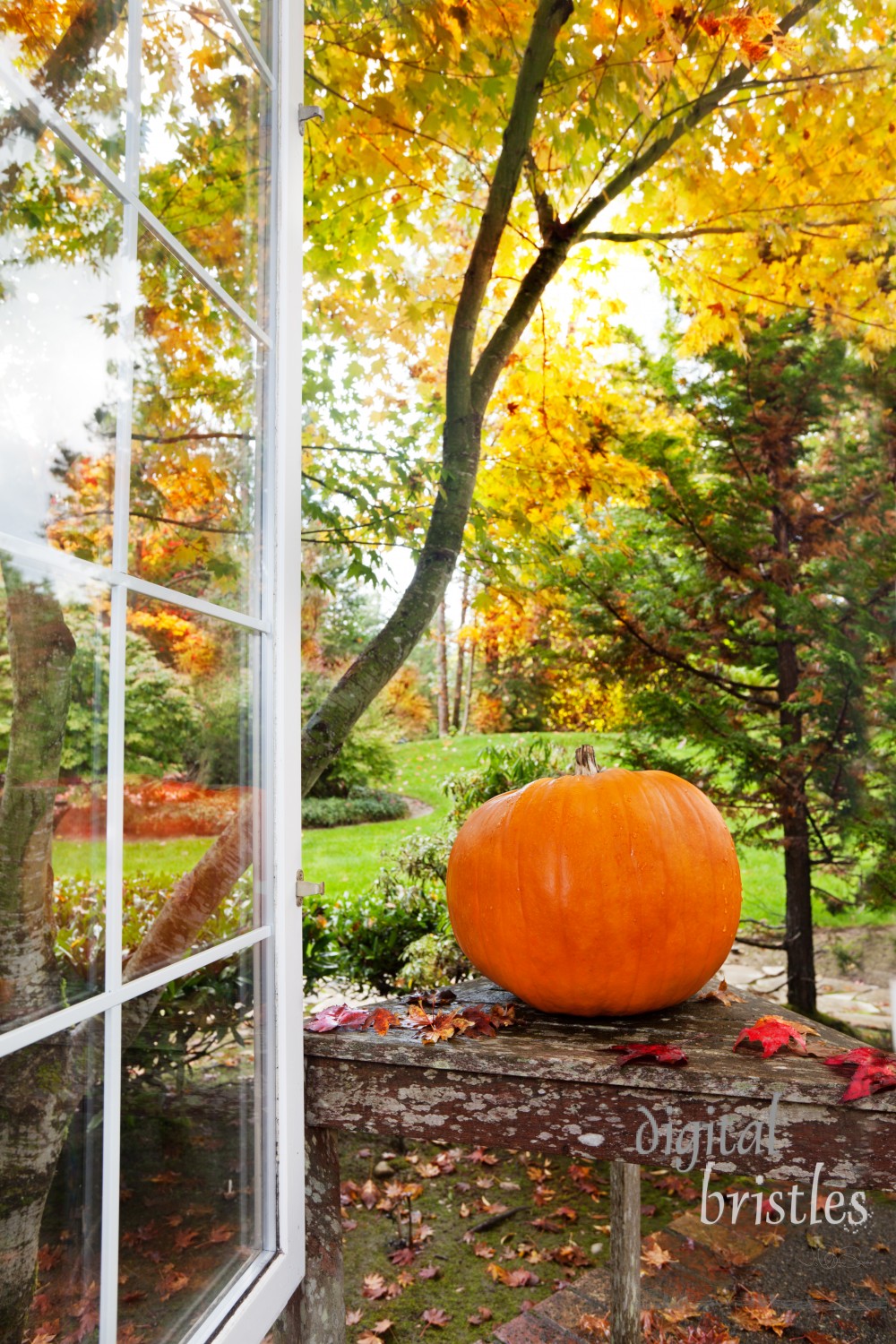 Pumpkin and fall foliage colors outside an open home window