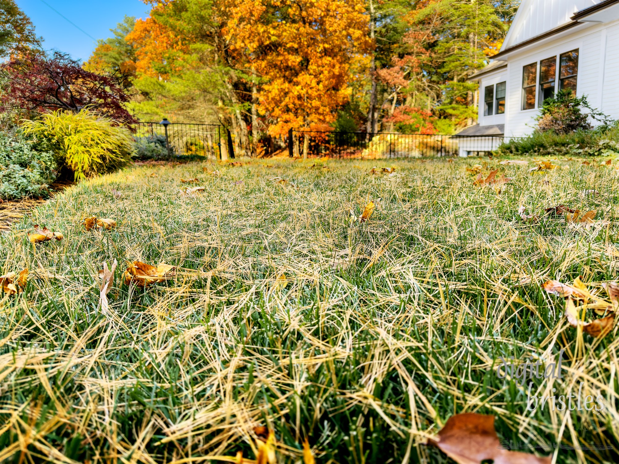 Windy Autumn afternoon covers a home's front lawn in leaves and pine needles