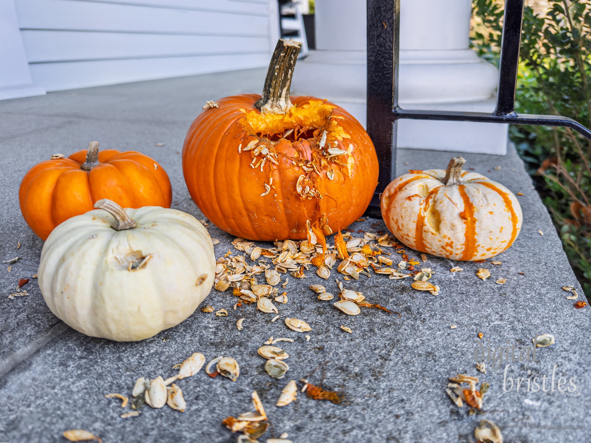 Critters (probably squirrels) ate into decorative pumpkins to excavate the delicioius seeds, leaving a mess behind them