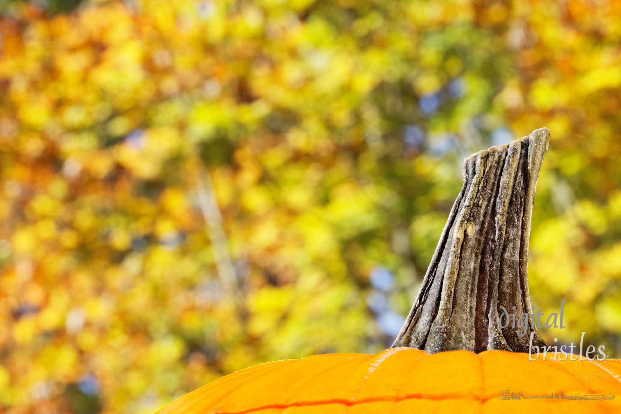 Pumpkin top against sunny fall leaves