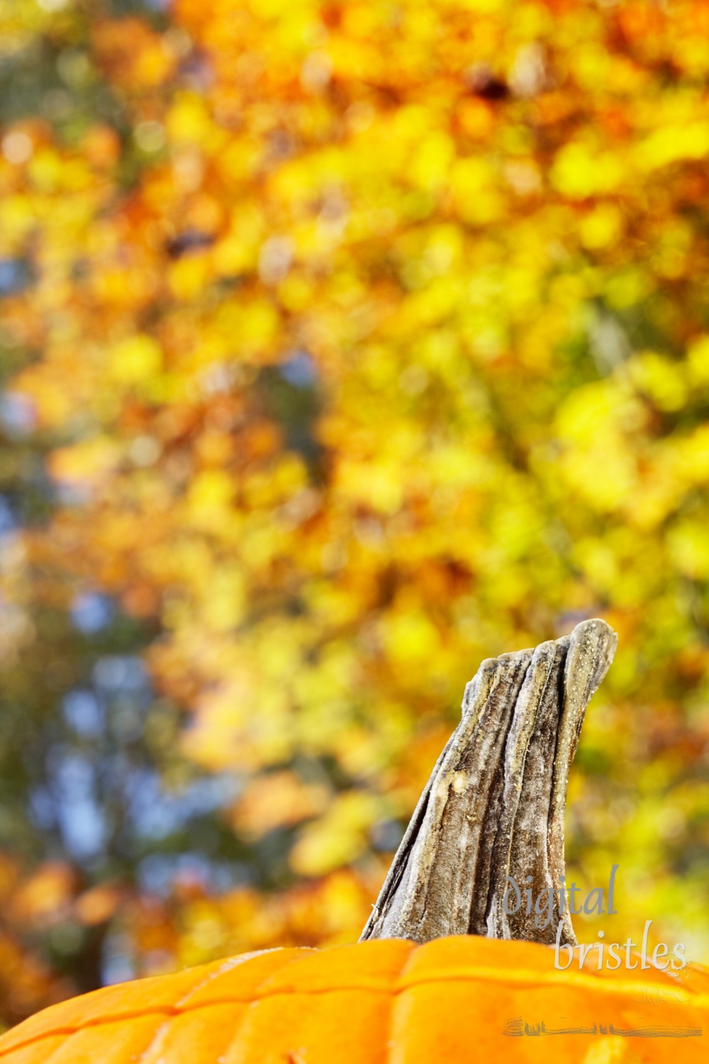 Pumpkin top against sunny fall leaves