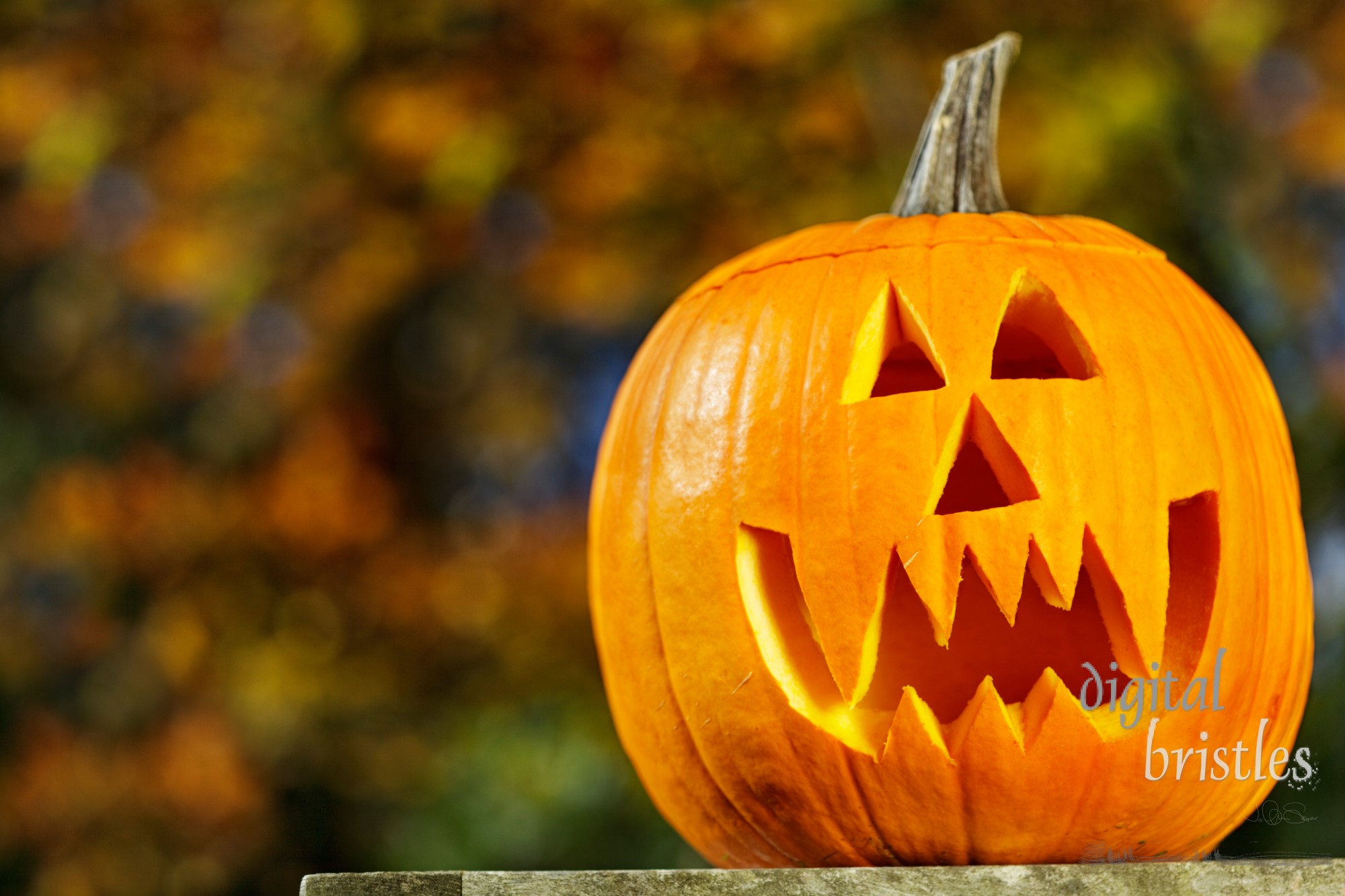 Vampire jack-o-lantern outside on a fall afternoon