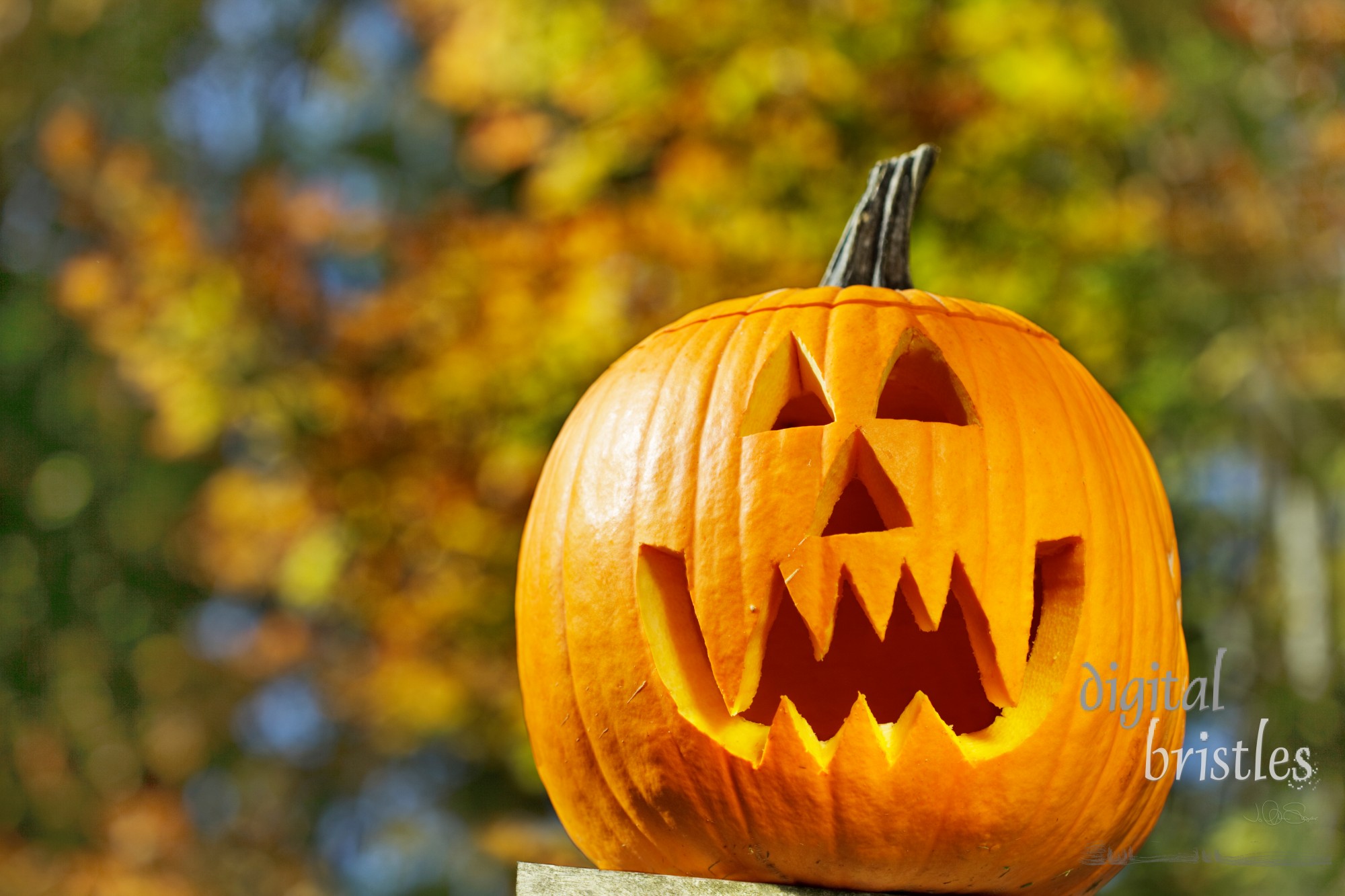 Vampire jack-o-lantern outside on a fall afternoon