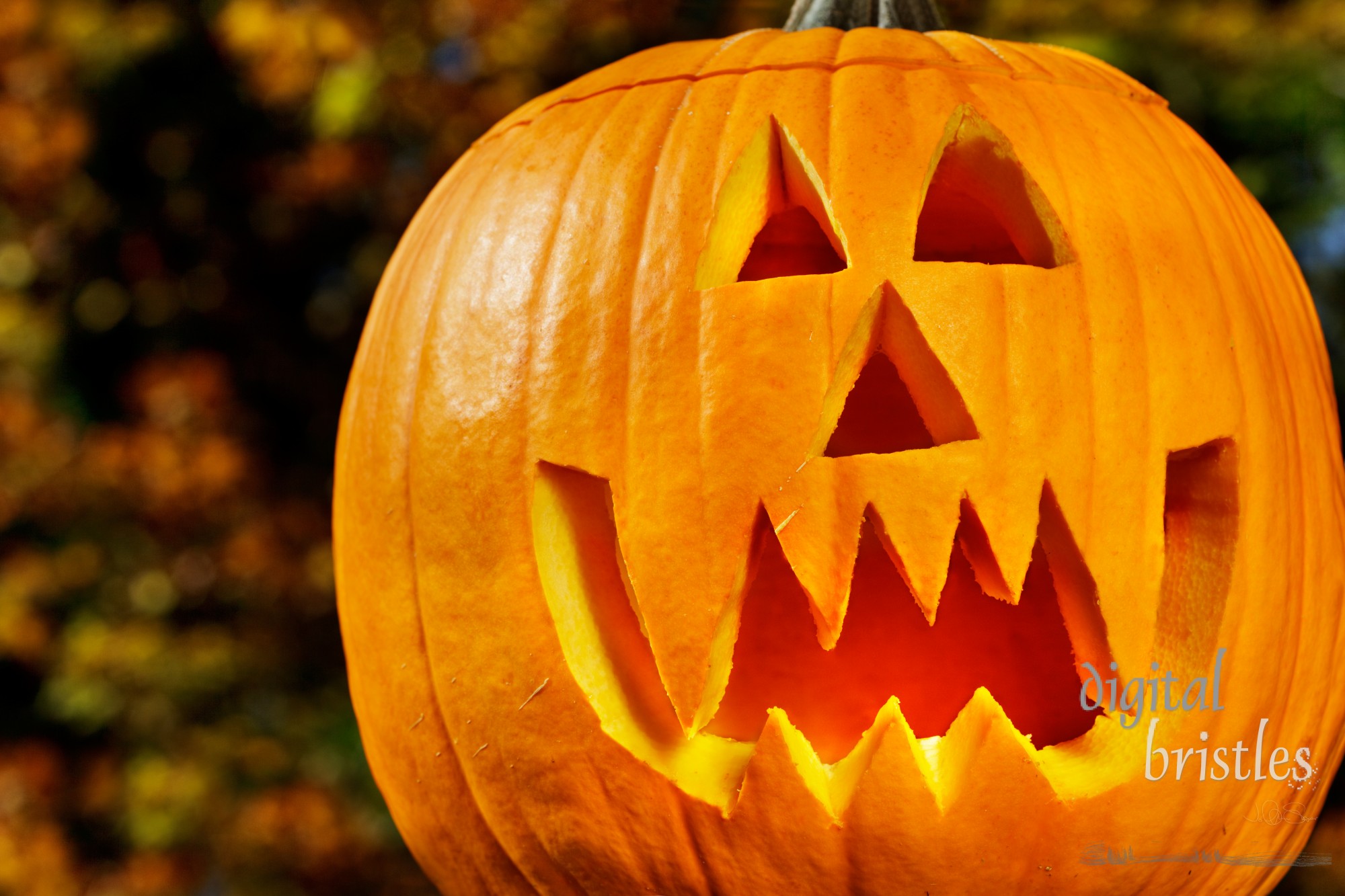 Vampire jack-o-lantern outside on a fall afternoon