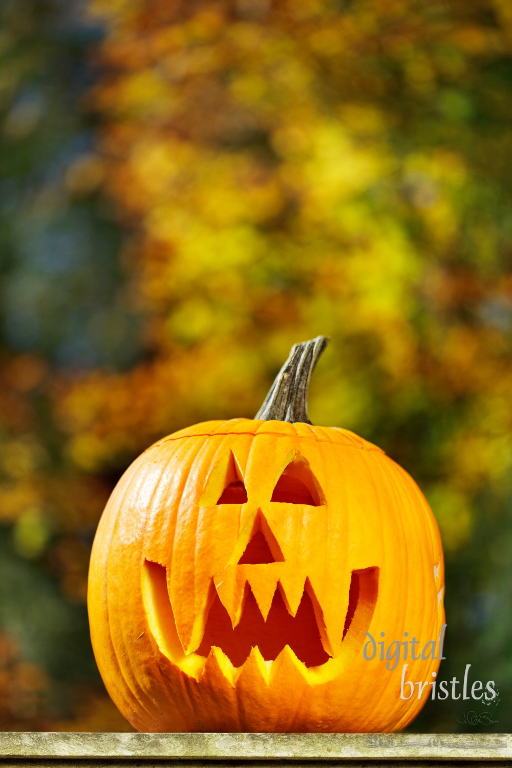 Vampire jack-o-lantern outside on a fall afternoon