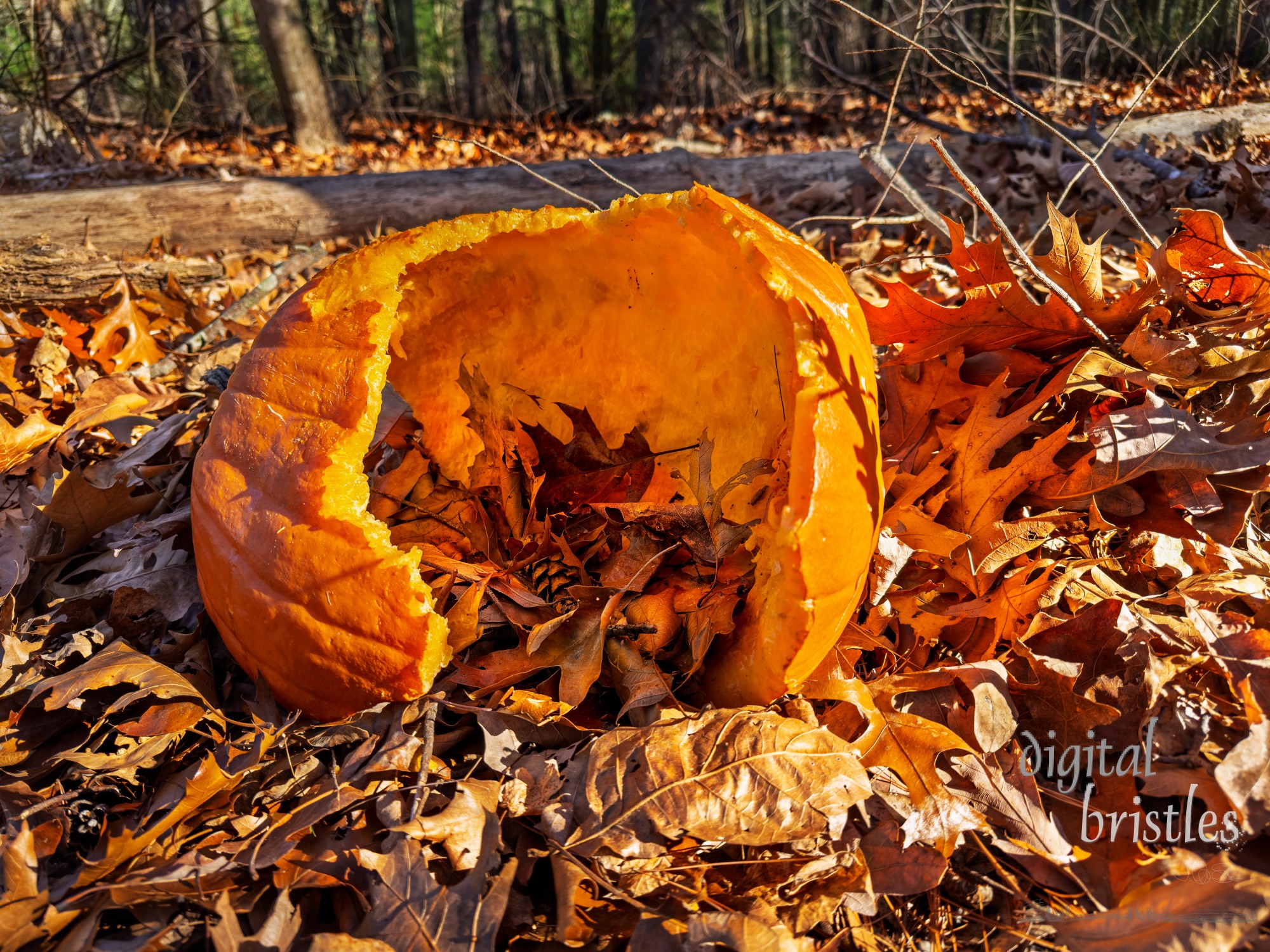 In less than 24 hours, critters consumed most of the pumpkin after squirrels opened it up for them