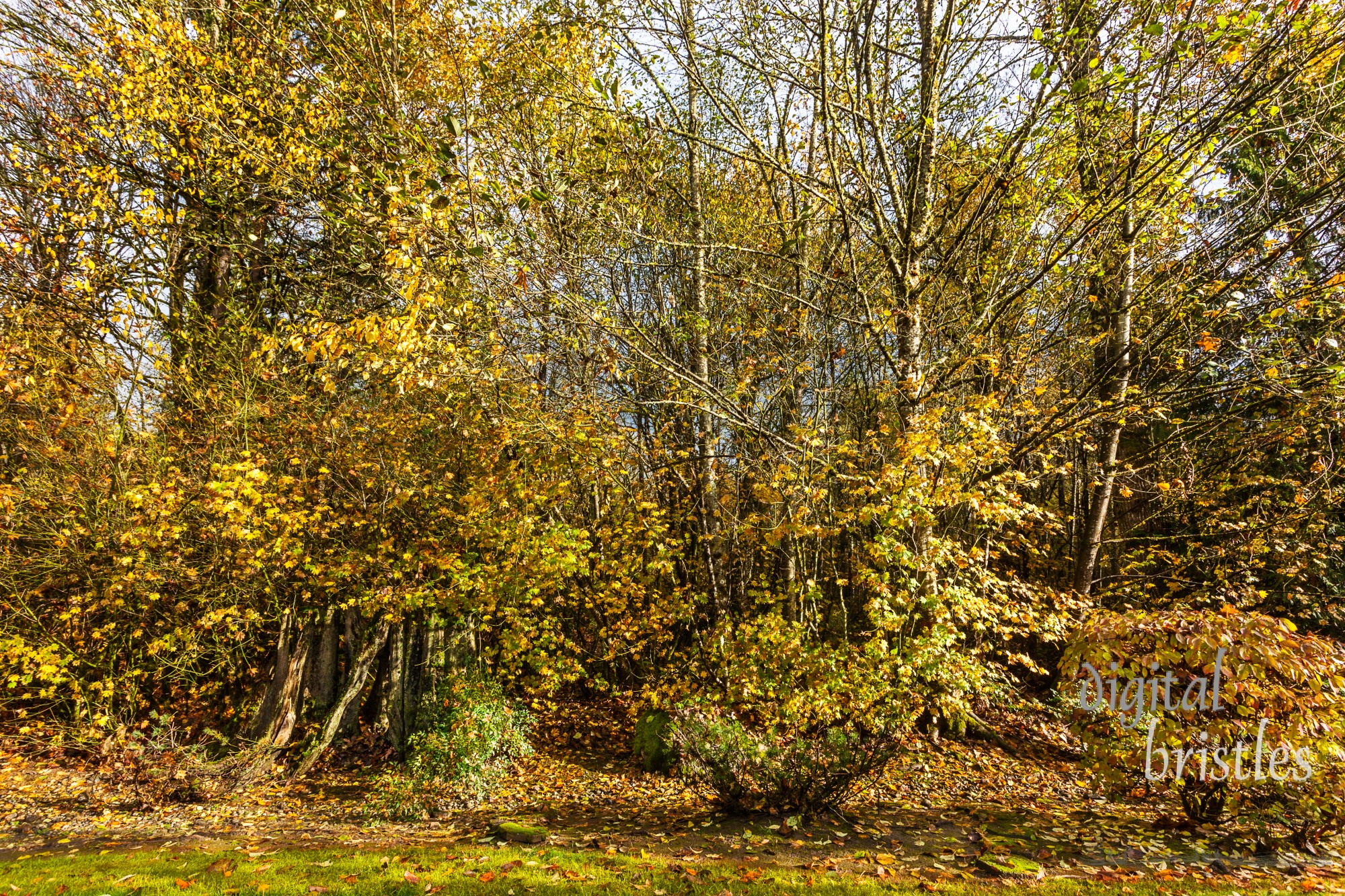 Leaves are sparse and all shades of yellow, glowing in afternoon sun