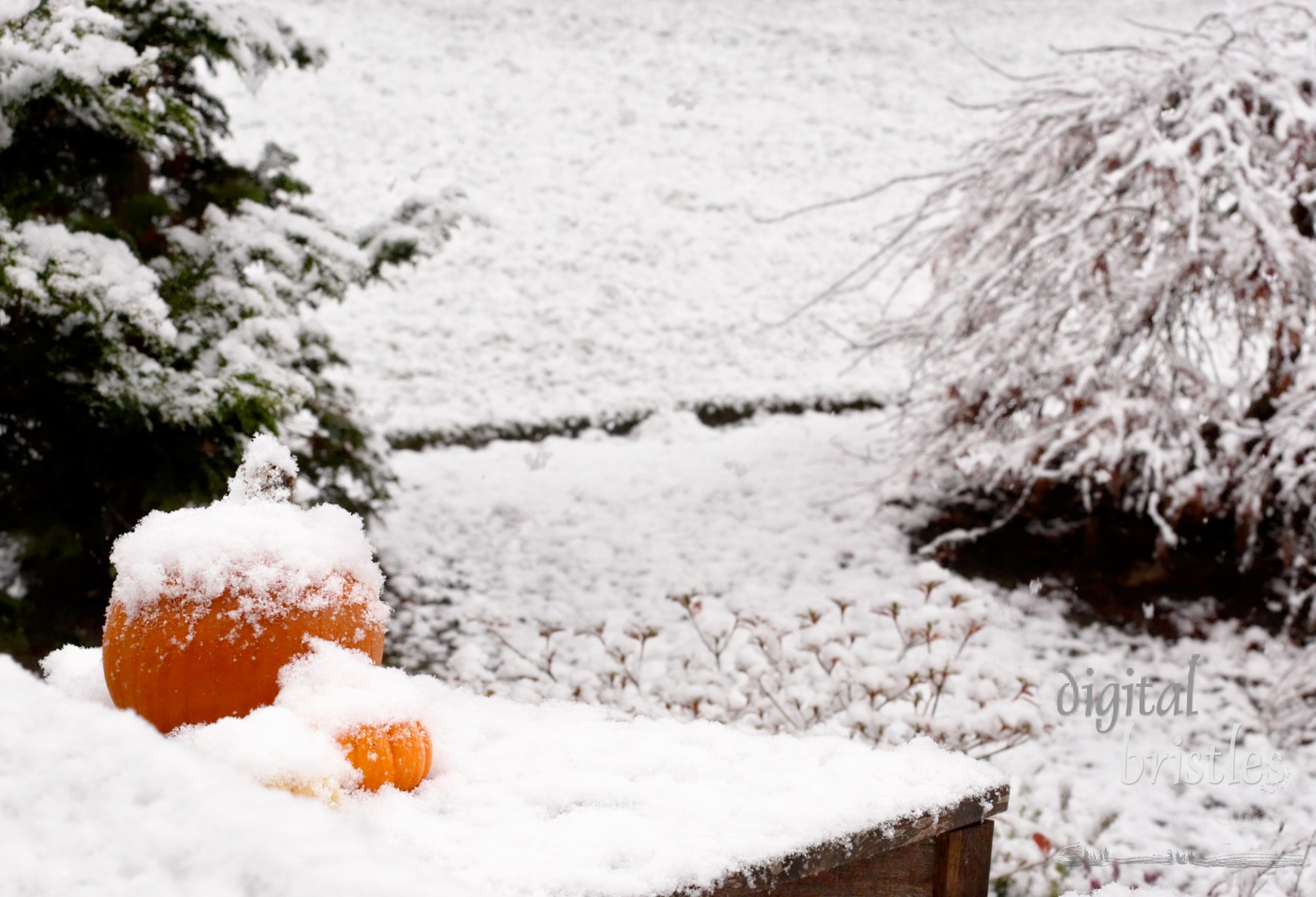 Fall pumpkins get bureid by the season's first snow