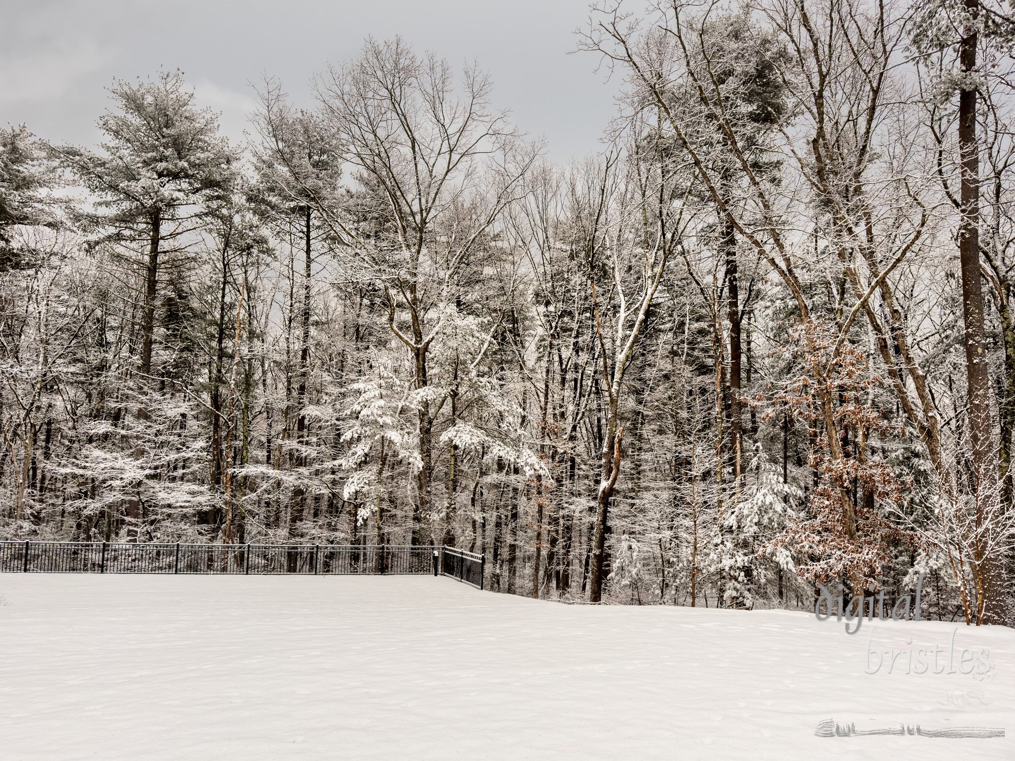 Branches, needles and trunks lined with white after a Winter snow storm