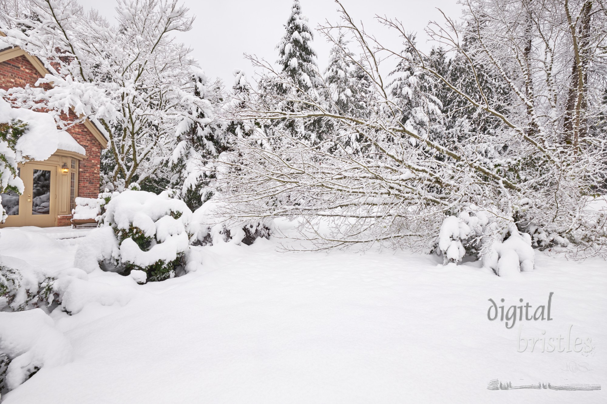 Several trunks on a vine maple tree fall in a winter snow storm