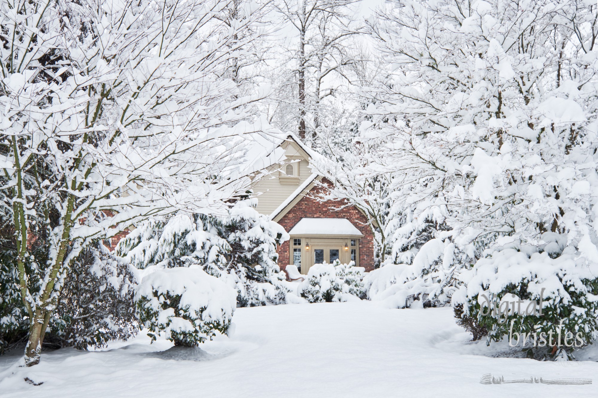 Suburban house surrounded by snow-laden trees in a winter snow storm