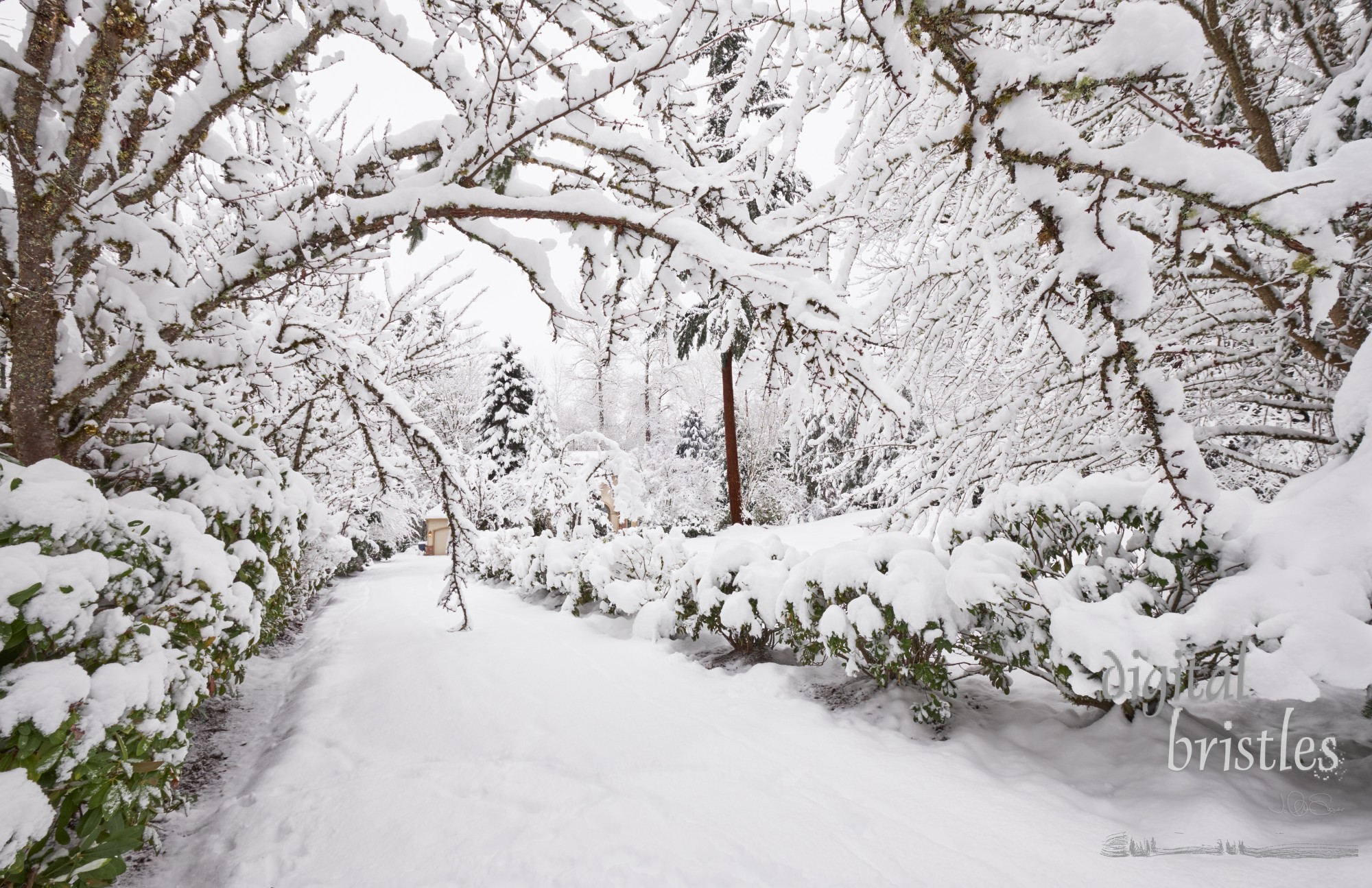 Trees lining a driveway bent over to make a tunnel by the weight of the snow