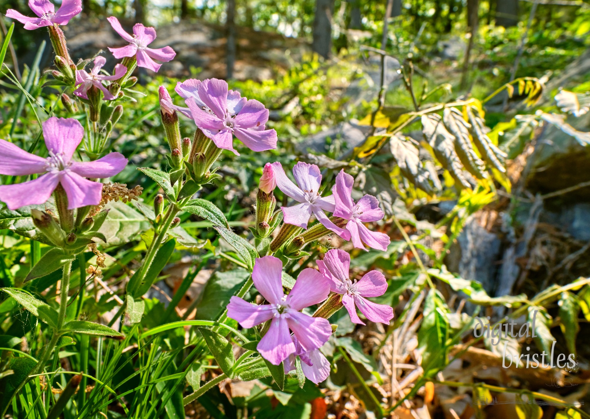 Pink Rock Soapwort flowers appear to be winning the battle with weeds and grasses on a rocky ledge