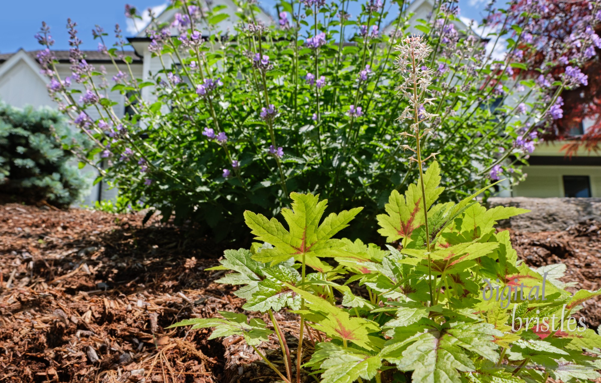 The Spring garden comes to life with white heartleaf foamflower and purple catmint flowers