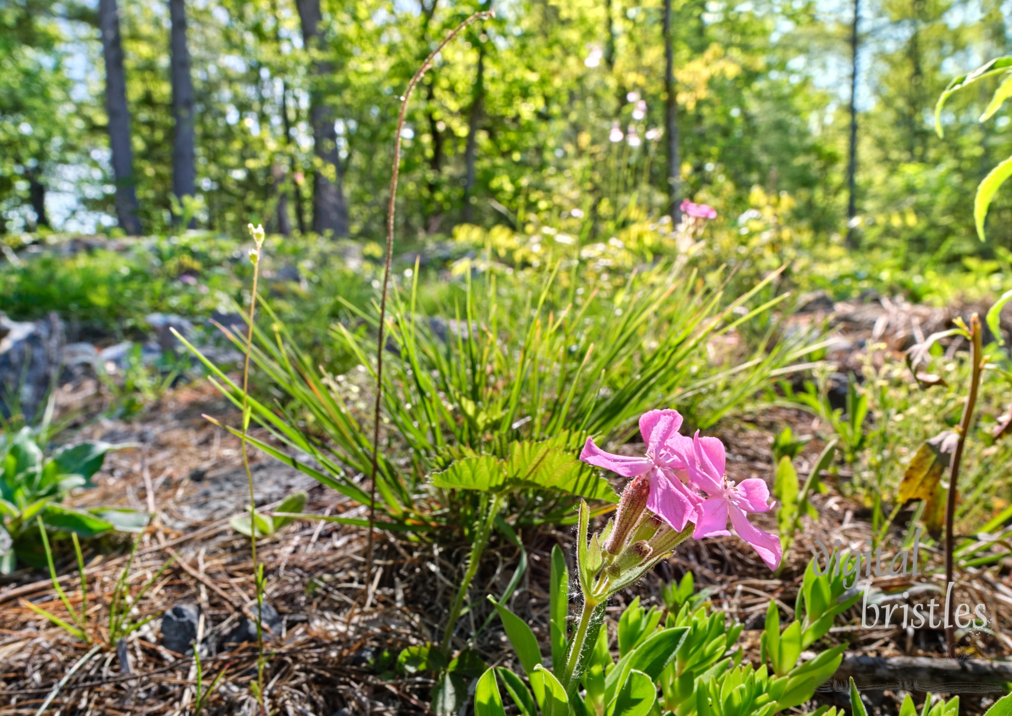 Rock Soapwort lit up by morning sunshine on a rocky ledge