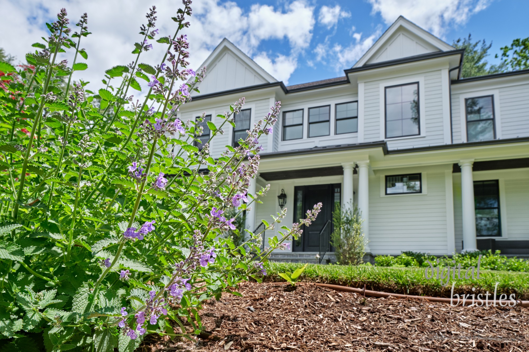 Newly planted flower bed in a suburban garden has pretty Catmint flowers start to bloom