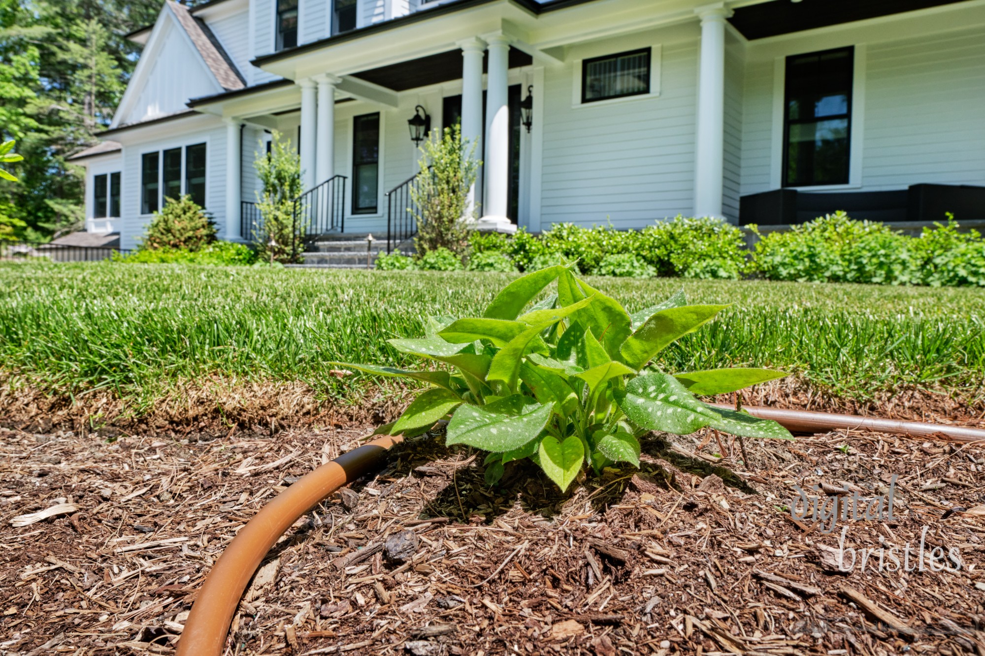 Suburban home's front garden has drip hose irrigation system