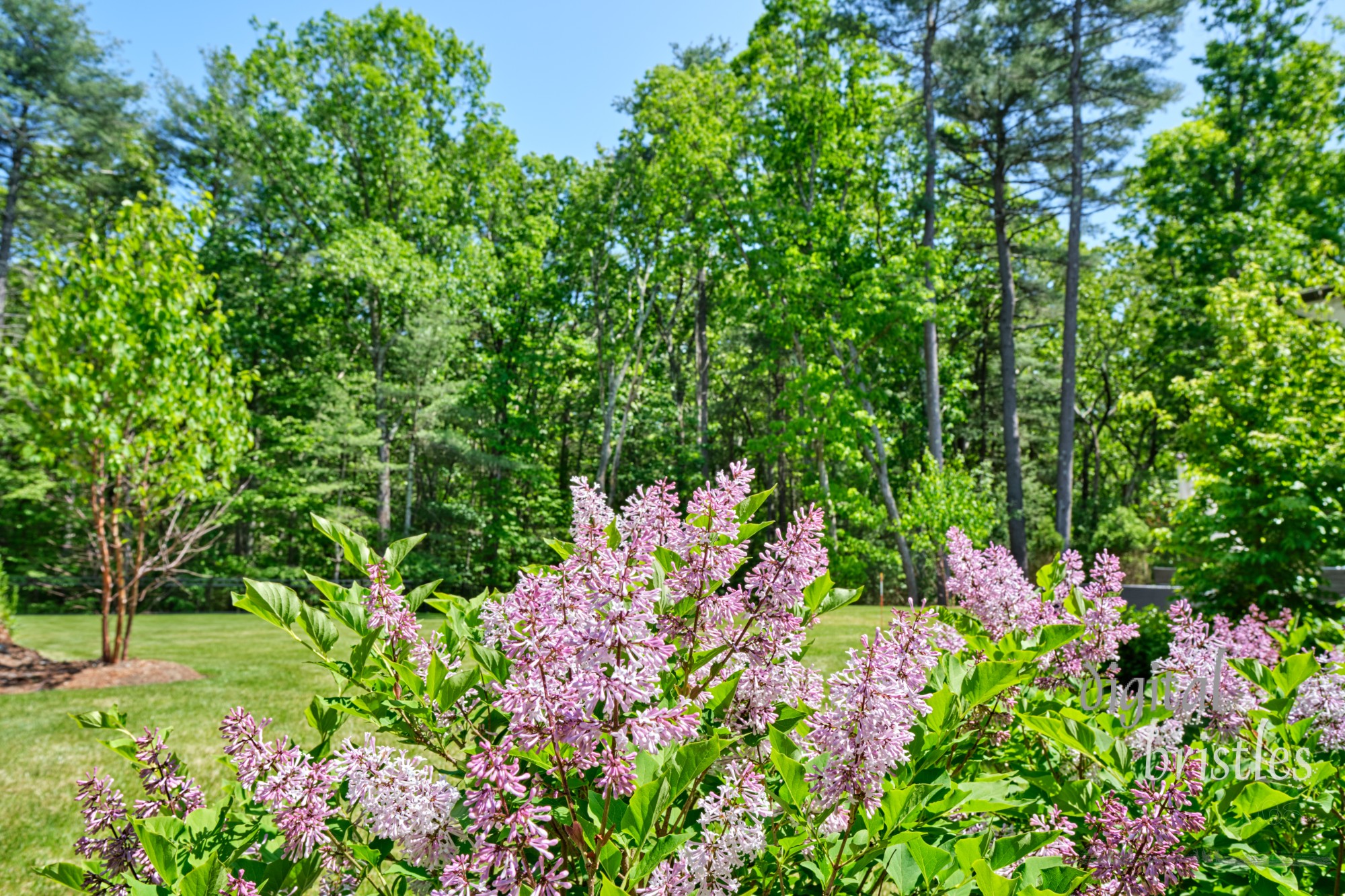 The spring back garden has lilacs in bloom and peaceful green trees surrounding it