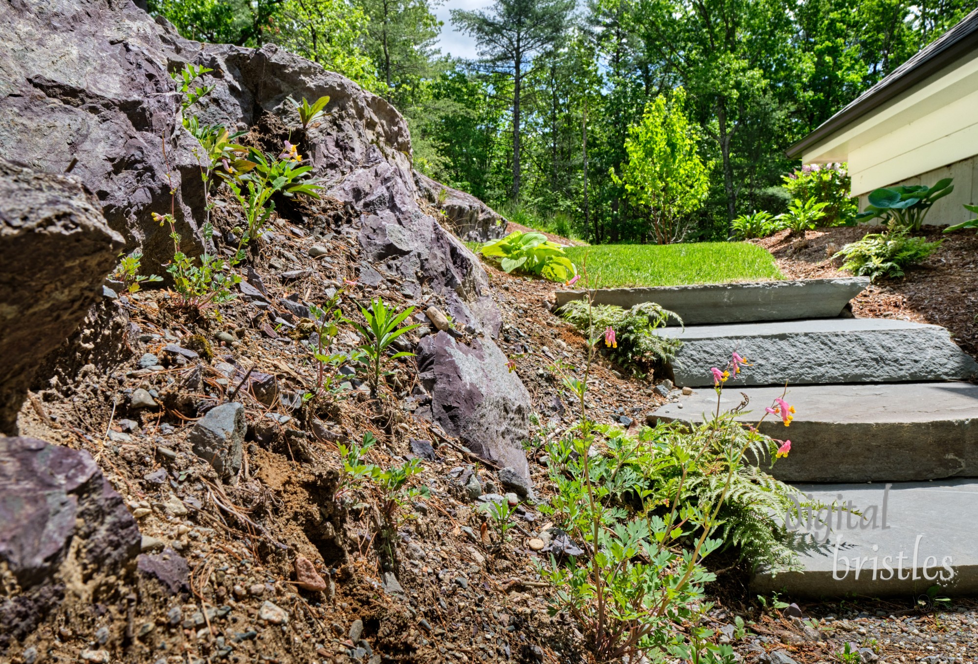 Rocky ledge and wide stone steps lead to the back garden bathed in Spring sunshine and surrounded by woods