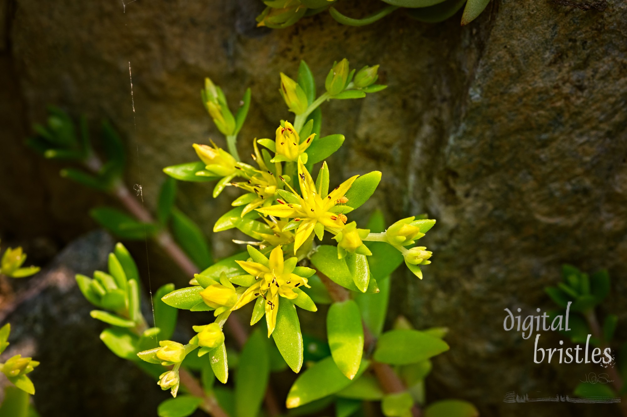 Tiny but beautiful stringy stonecrop yellow flowers in amongst the rocks, with even tinier insect visitors