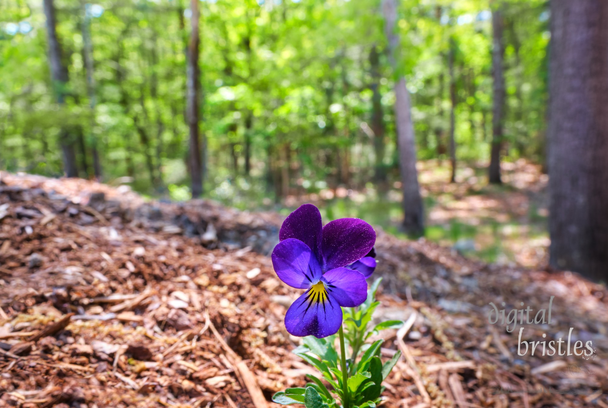 One wild pansy plant finds a fertile spot at the edge of the woods and blossoms