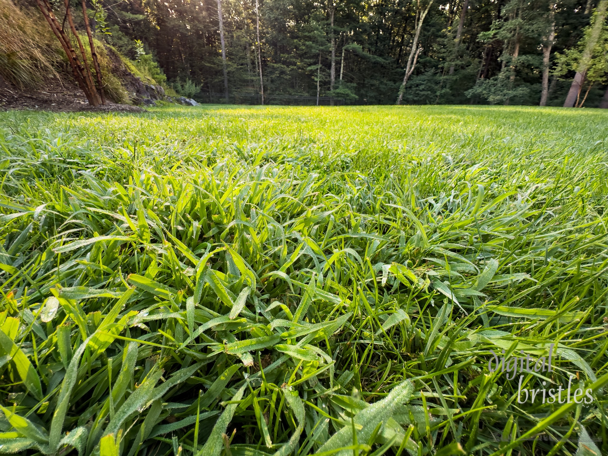 Crabgrass looking very healthy as it spreads in grass in a suburban back yard