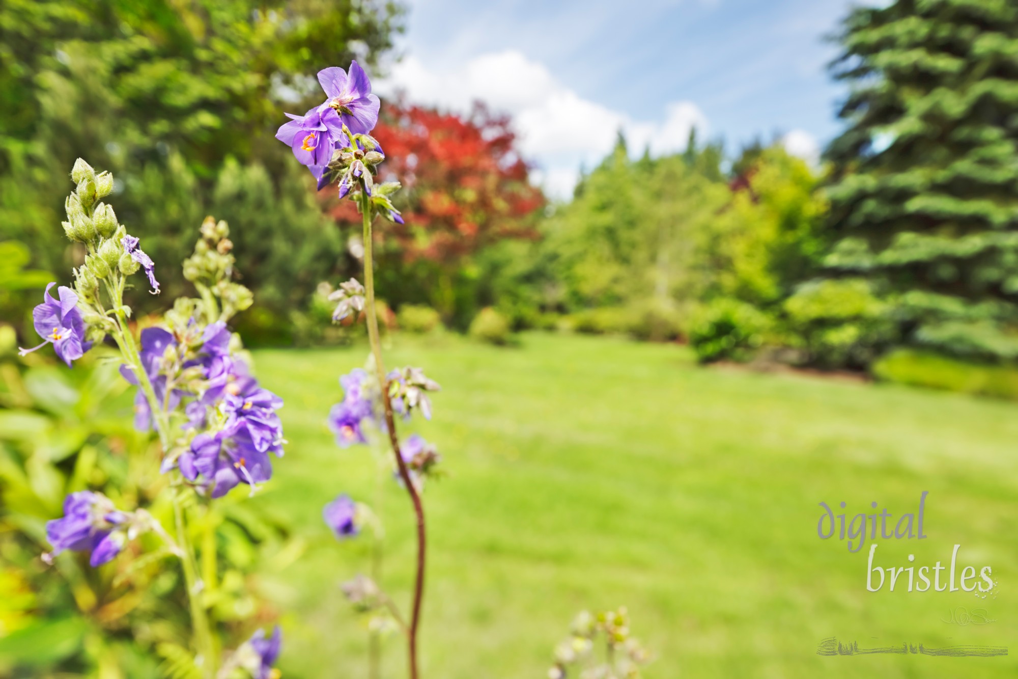 Jacob's Ladder flowers in a summer garden. Tilt-shift lens blur; focus on tallest flower