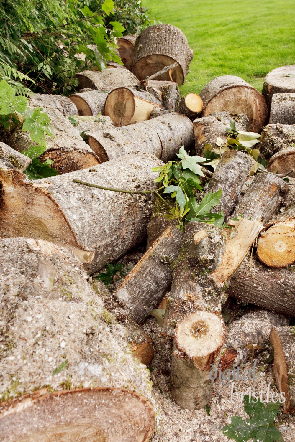 Cut up pieces of felled tree trunk