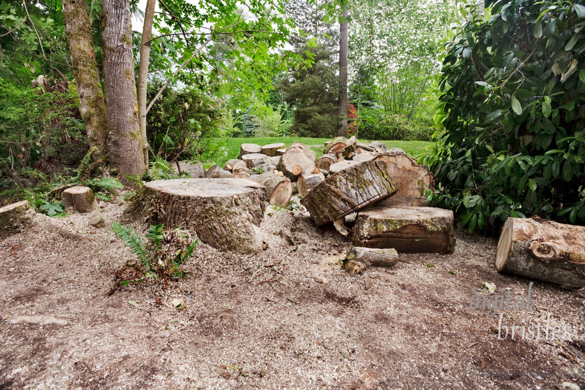 Cut pieces and stump from felled cottonwood tree