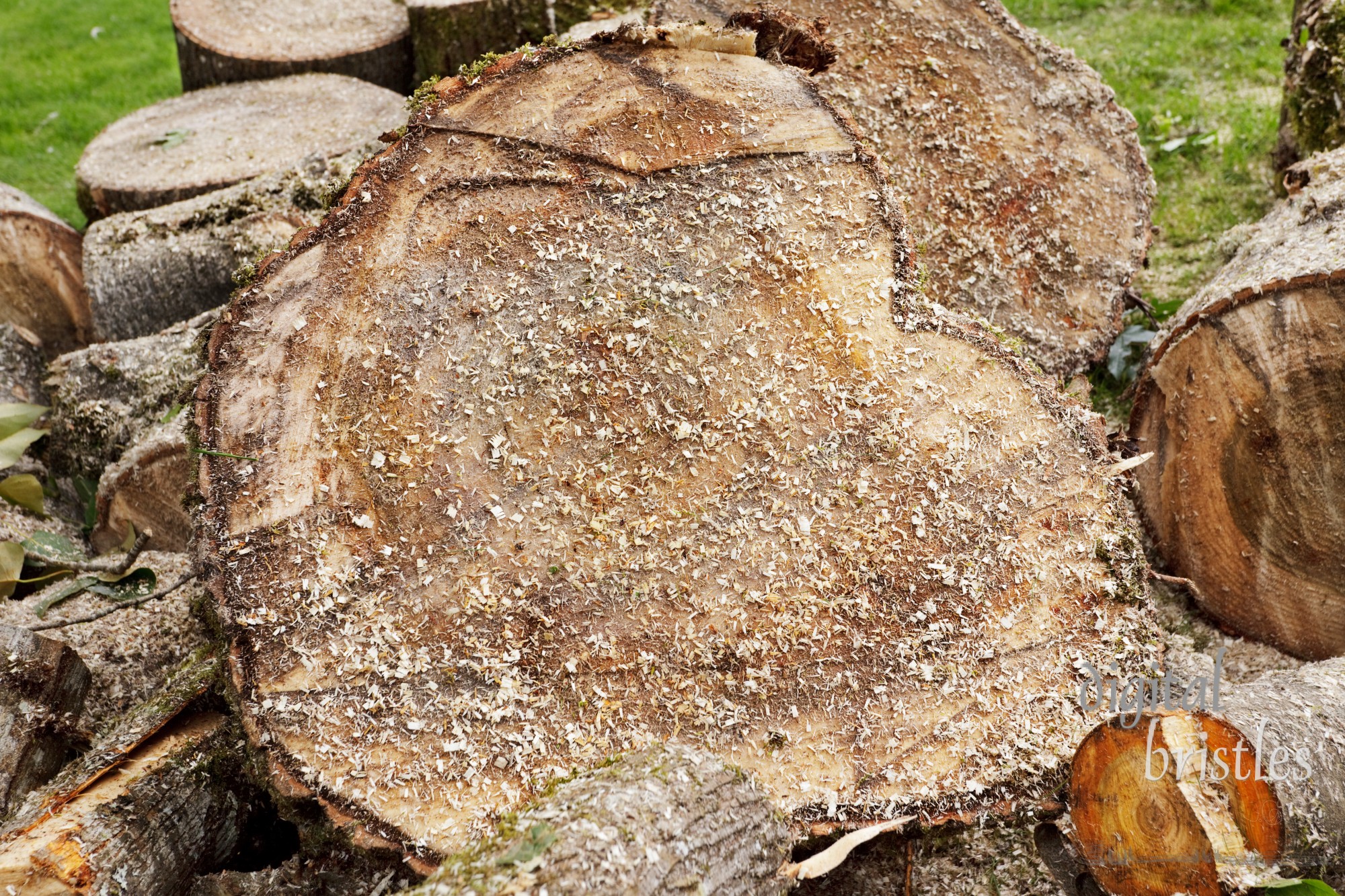 Cut trunk of newly felled cottonwood tree