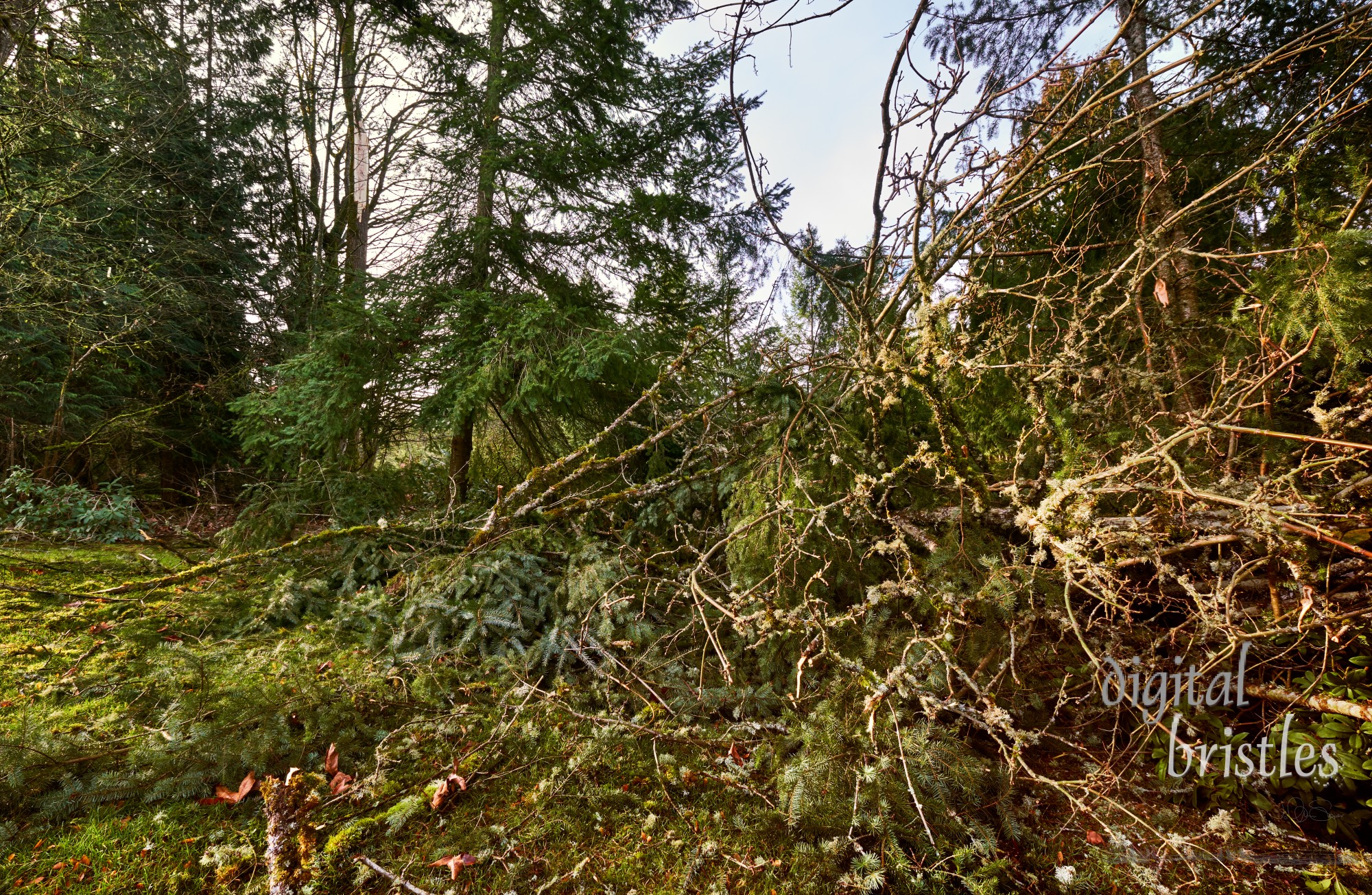 Tangle of branches after Winter winds down several trees in suburban garden